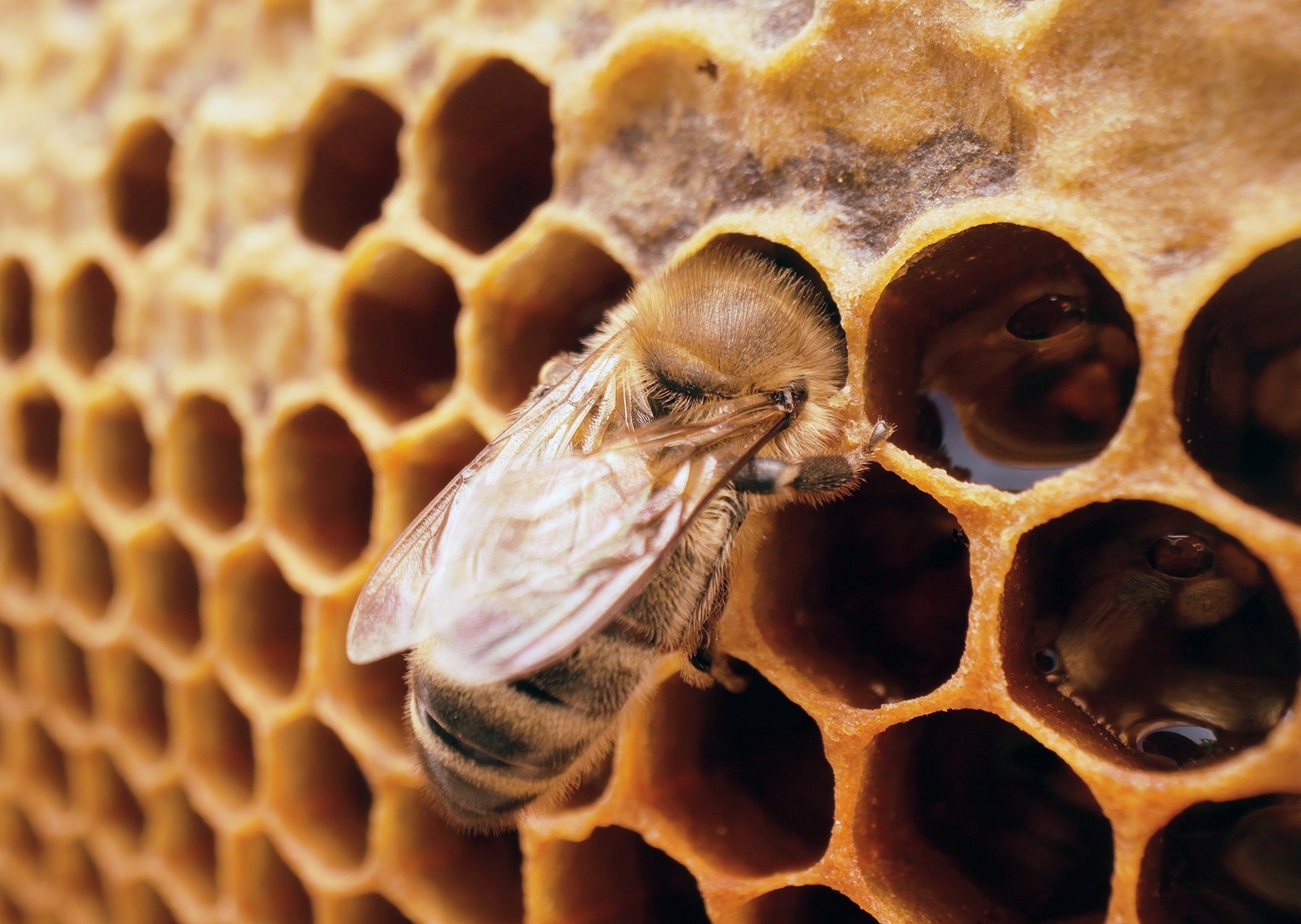 Honeybees create palace-like nurseries for future queens