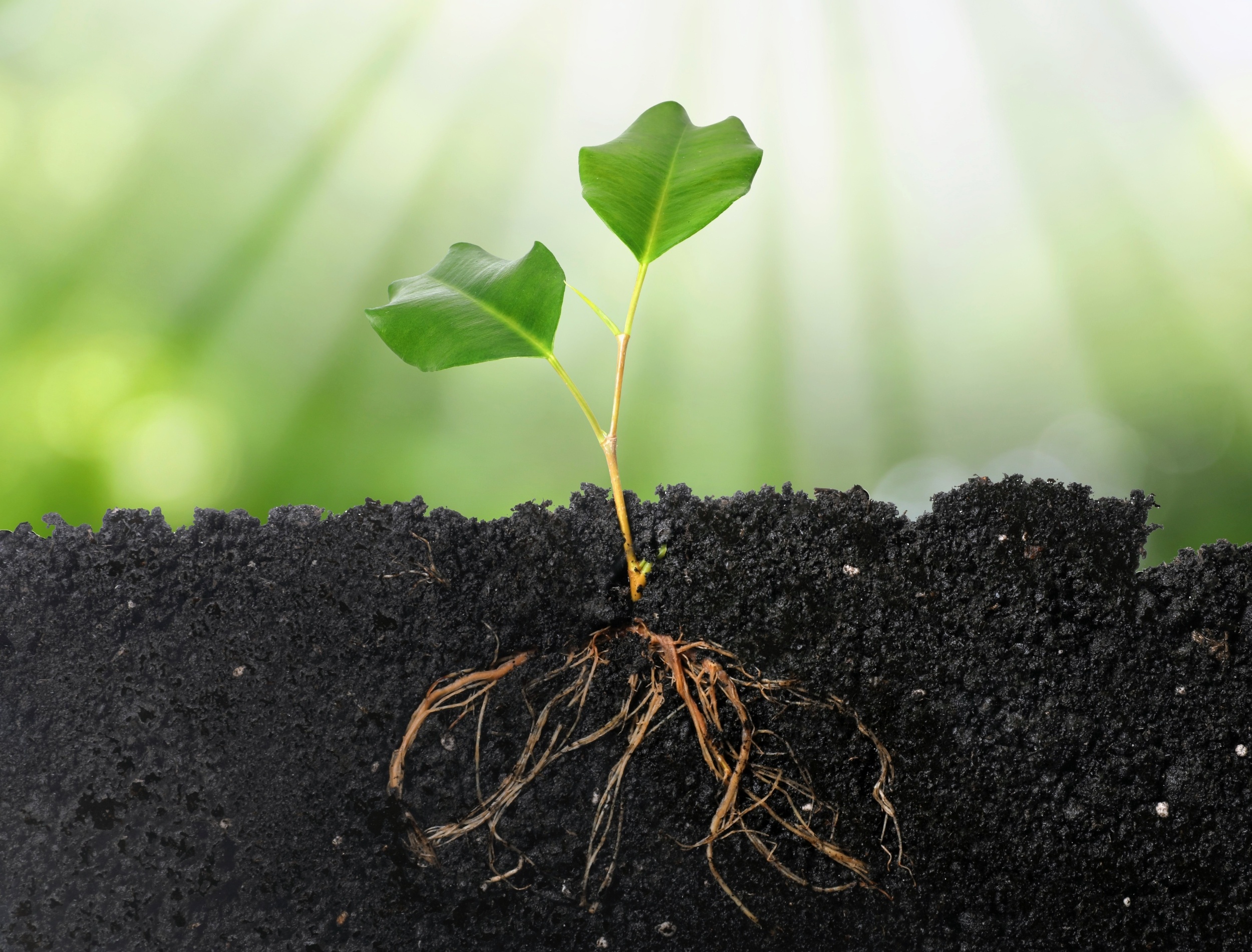 Plants have a backup repair crew to fix DNA damage