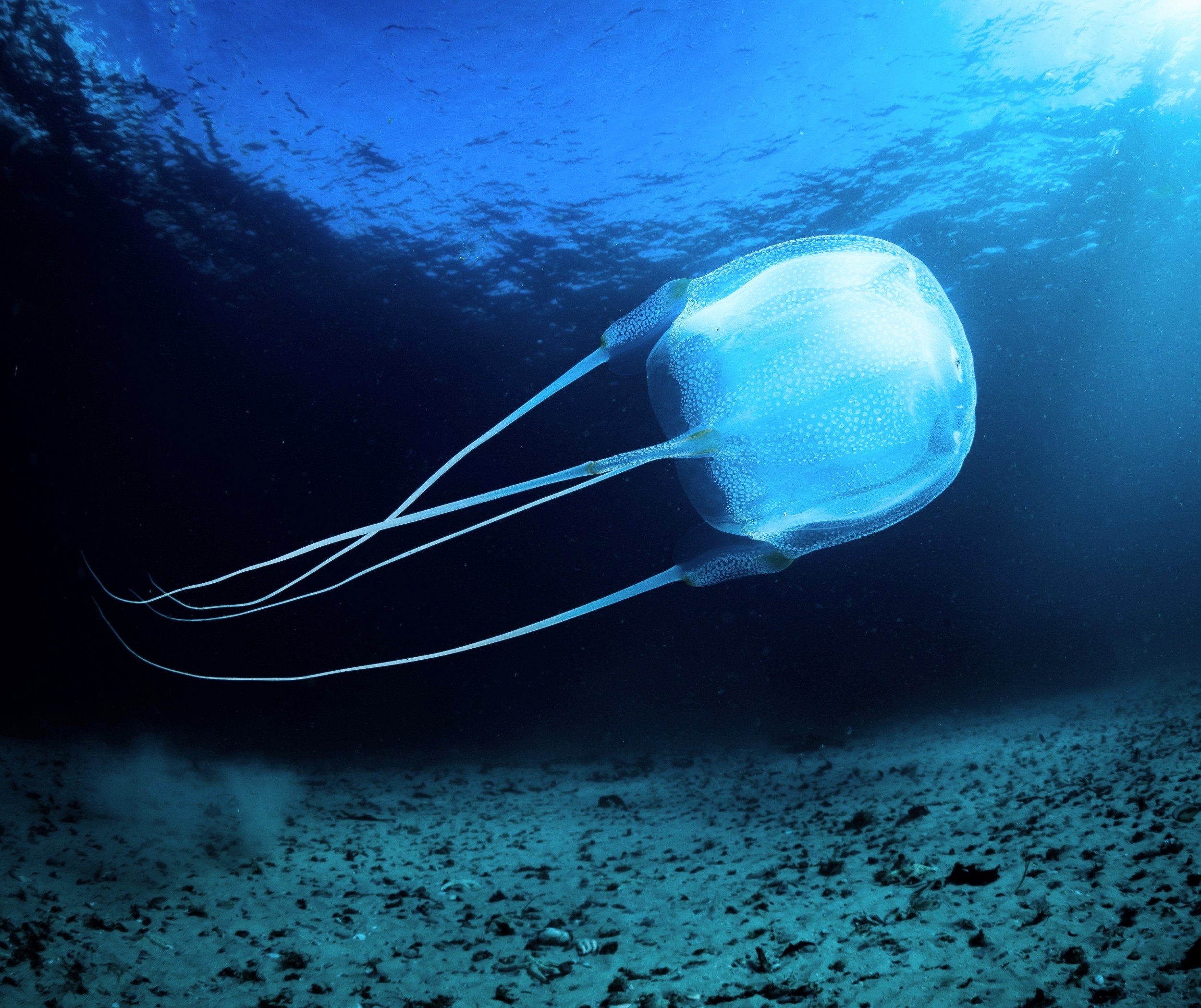 Deadly box jellyfish hide stinging cells in an unexpected place