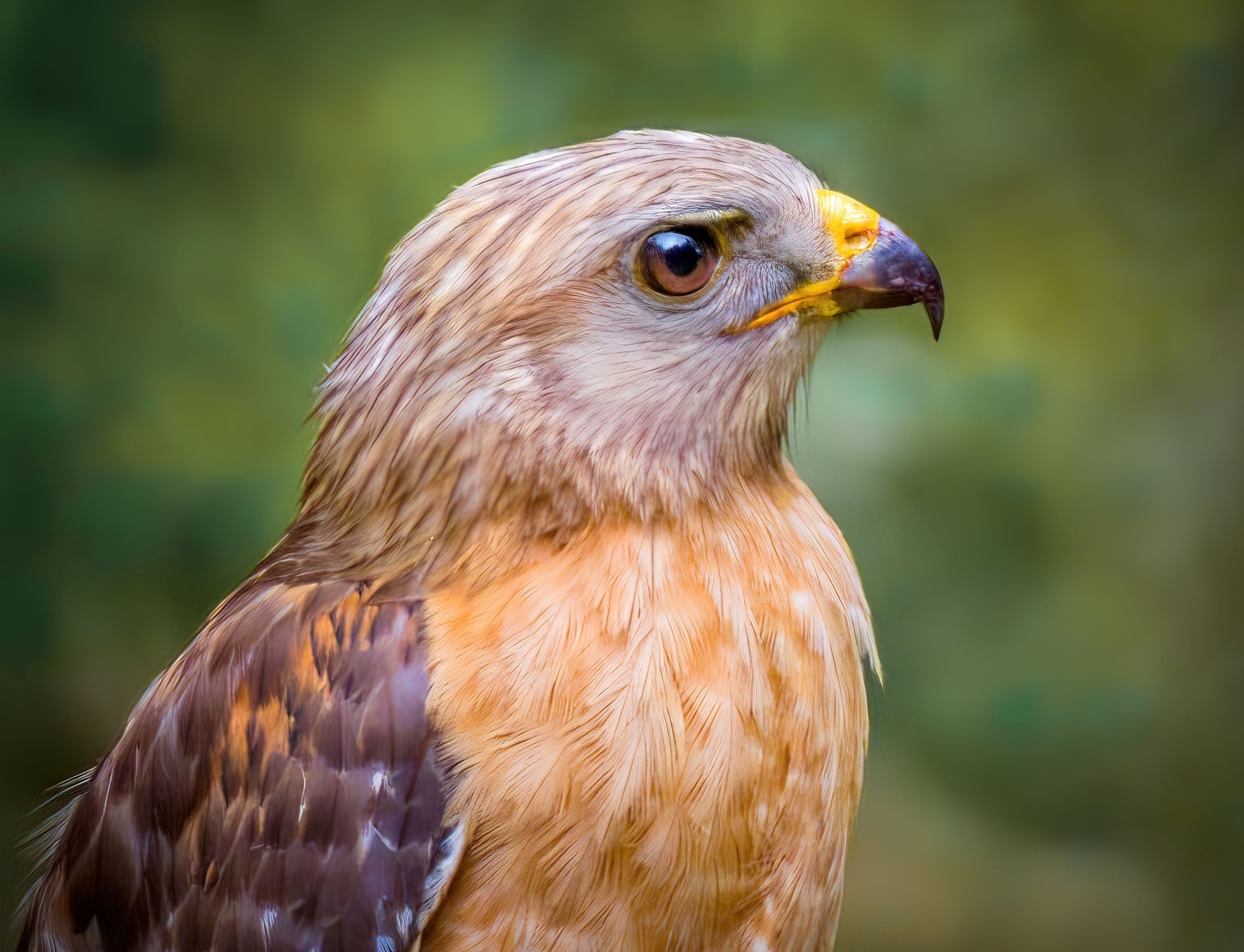 Hawk daughters reveal a hidden measure of habitat quality
