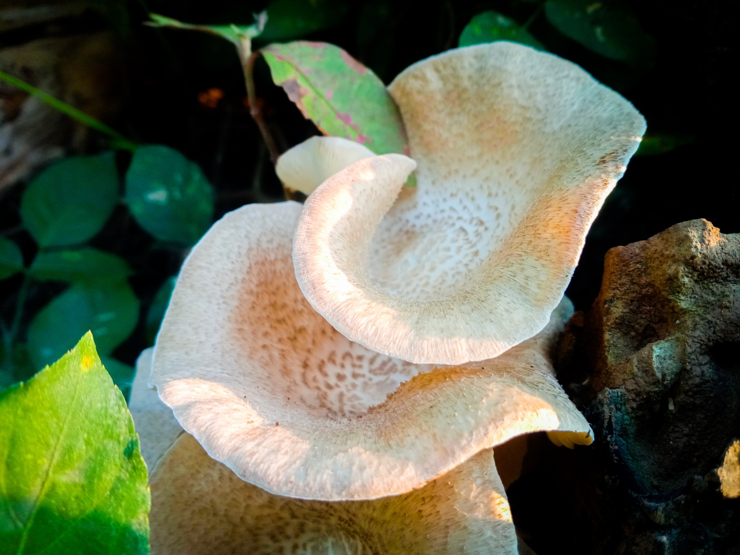 Sawdust waste could help save a disappearing mushroom