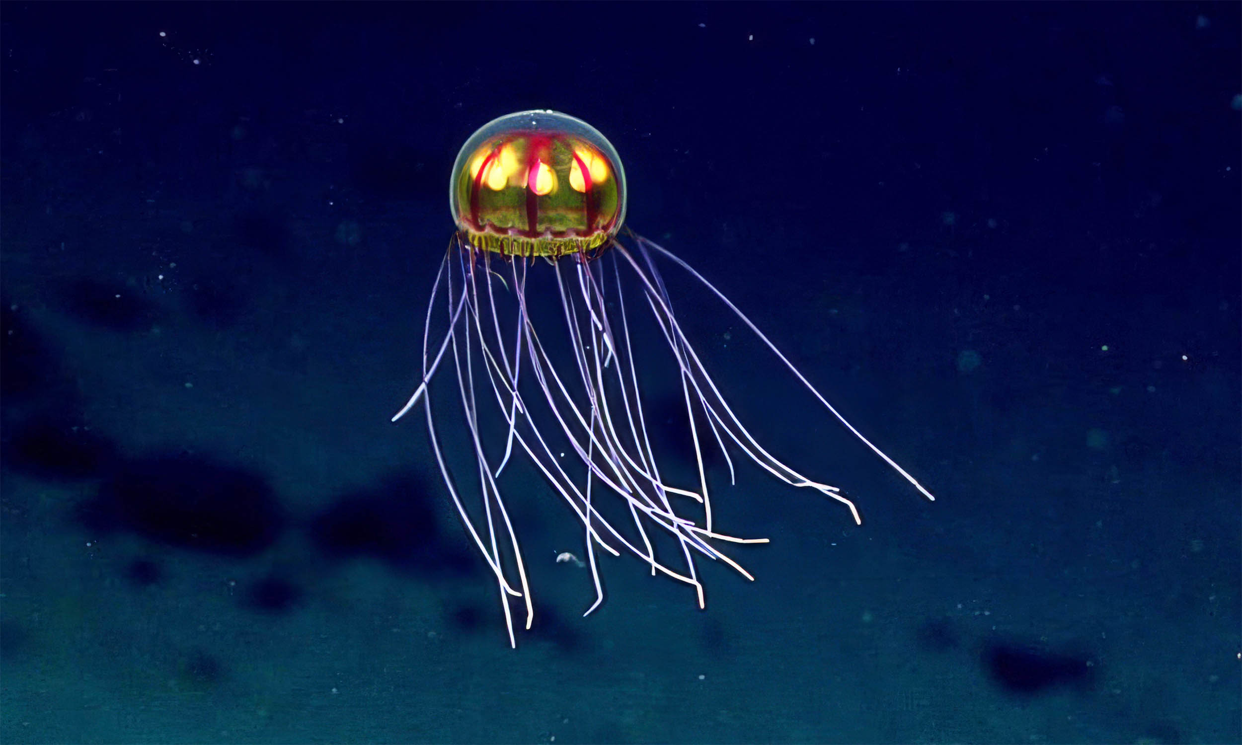 Deepest parts of Earth's oceans are a much more thriving habitat than scientists assumed