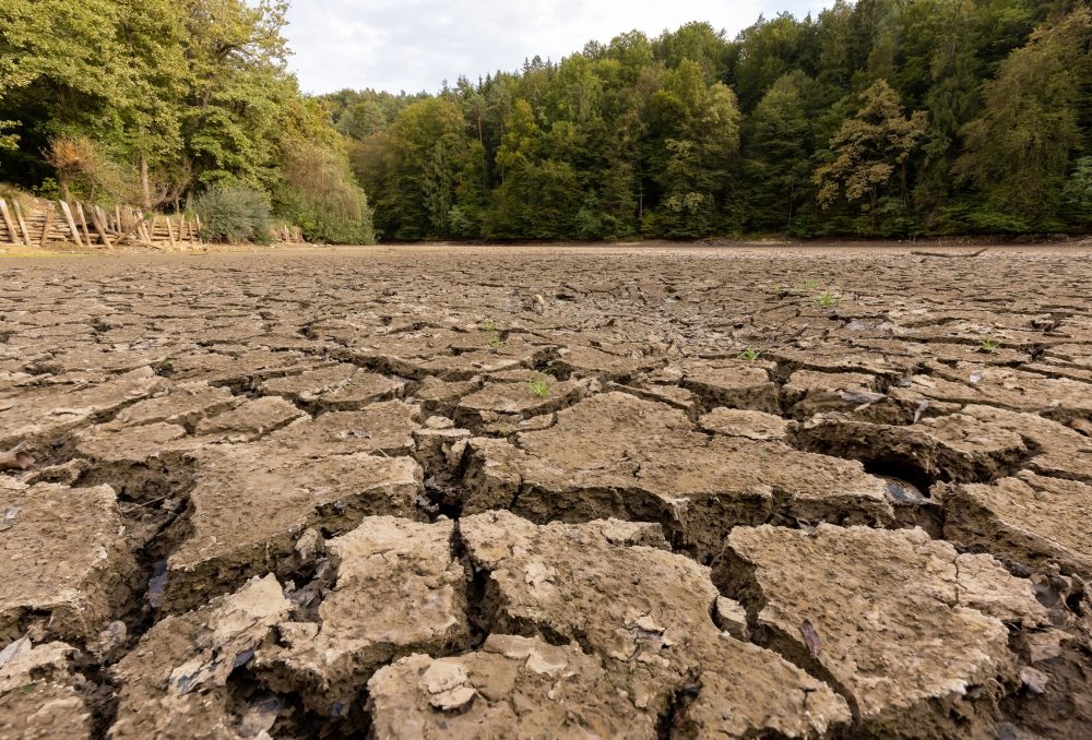 Forests may show drought stress before they turn brown, and satellites can now see it