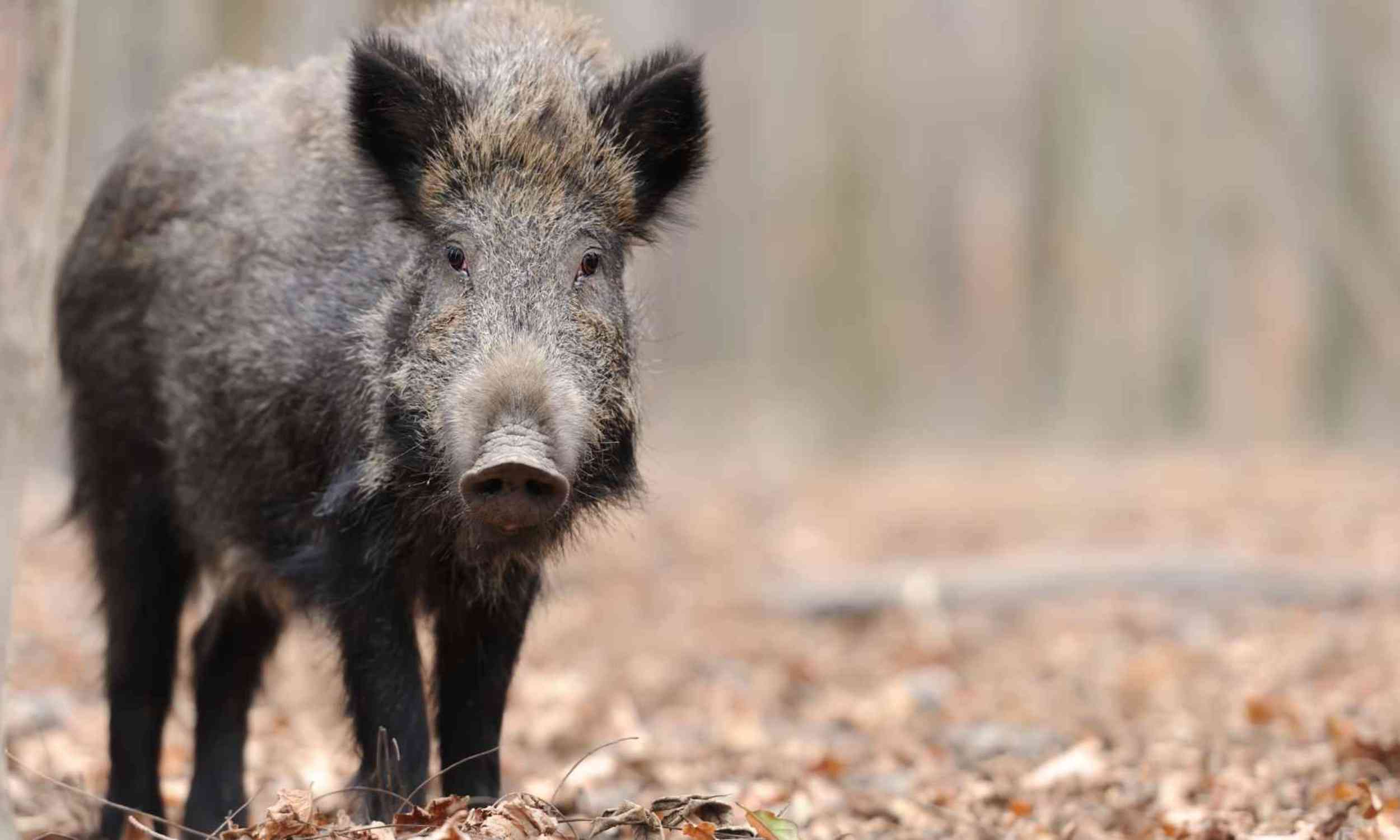 Japan may soon be filled with deer and wild boar as people disappear from rural land