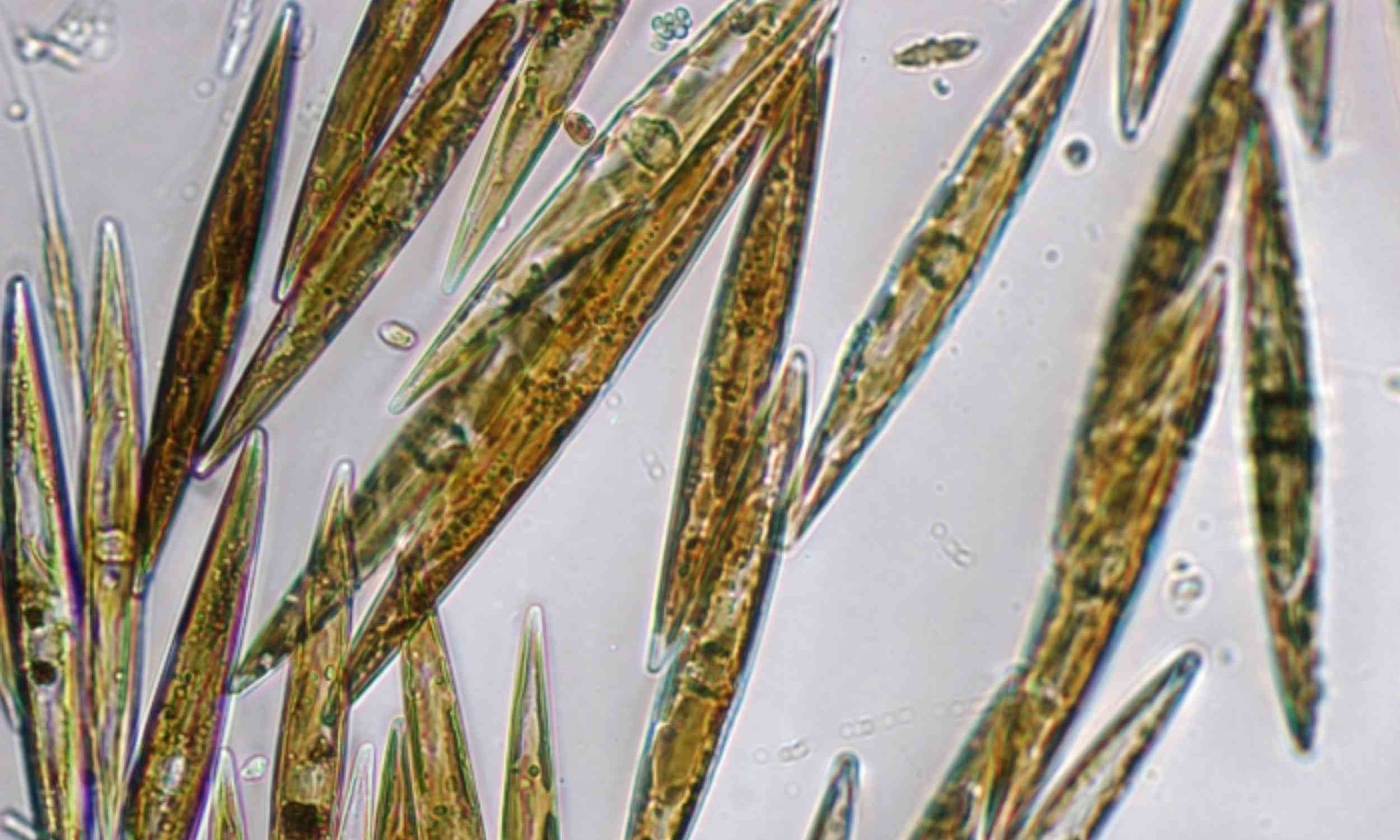 Toxic plankton is shifting along Europe’s coast, and shellfish reveal the public health threat