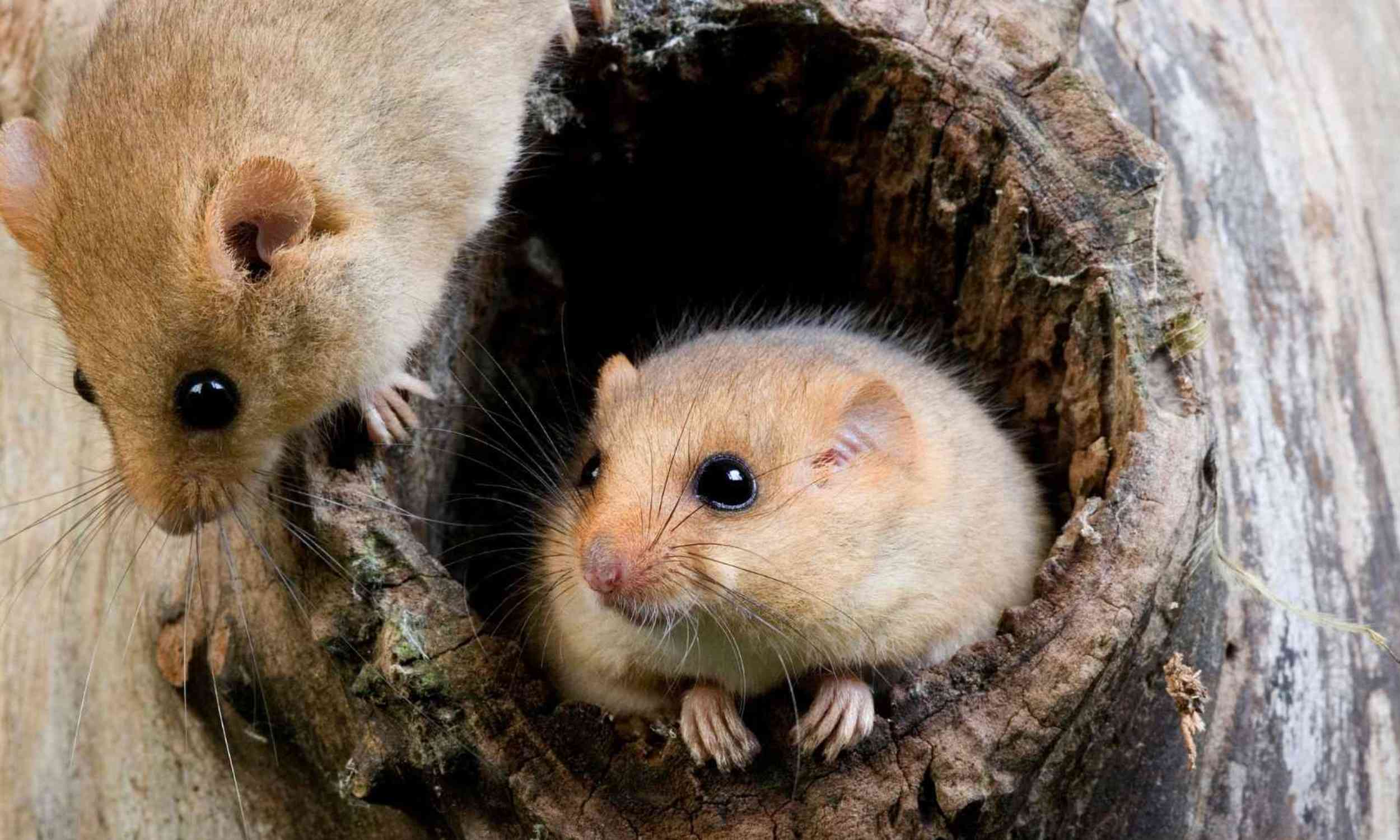 Scientists found a tiny dormouse clue that may reveal how climate is reshaping wildlife
