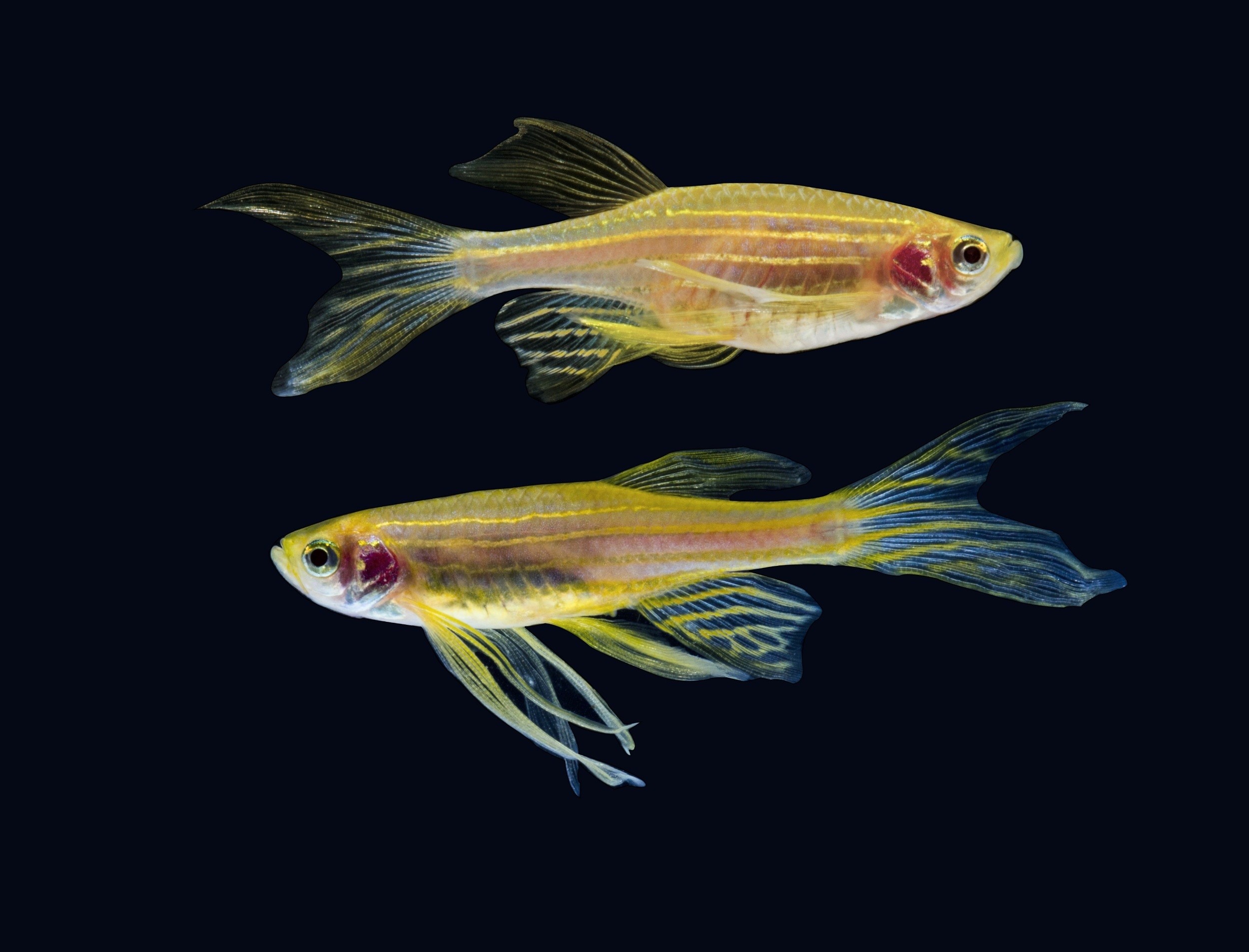 Fish reveal a brain signal that predicts social behavior