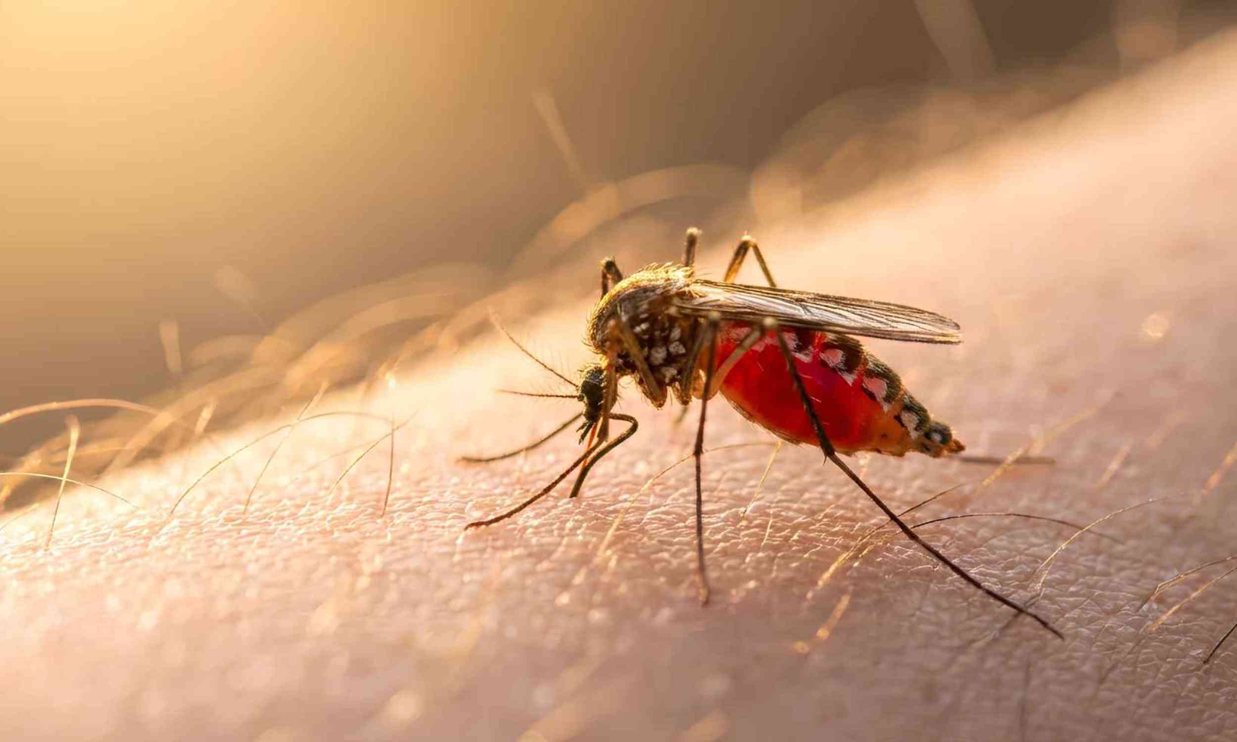 Invasive mosquitoes in a popular tourist area carry a virus that causes brain swelling
