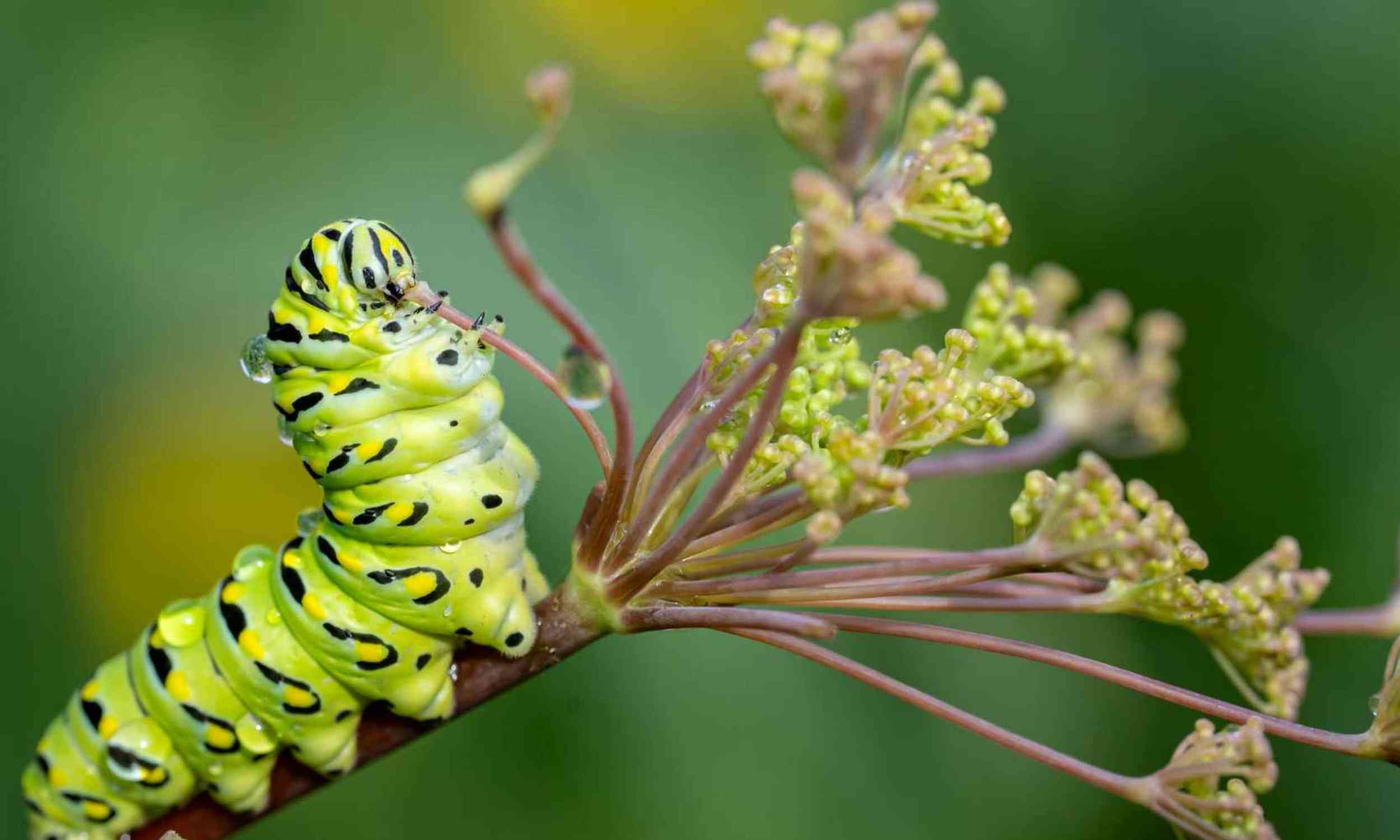 Scientists found a tiny caterpillar clue that may explain why some butterflies become picky eaters