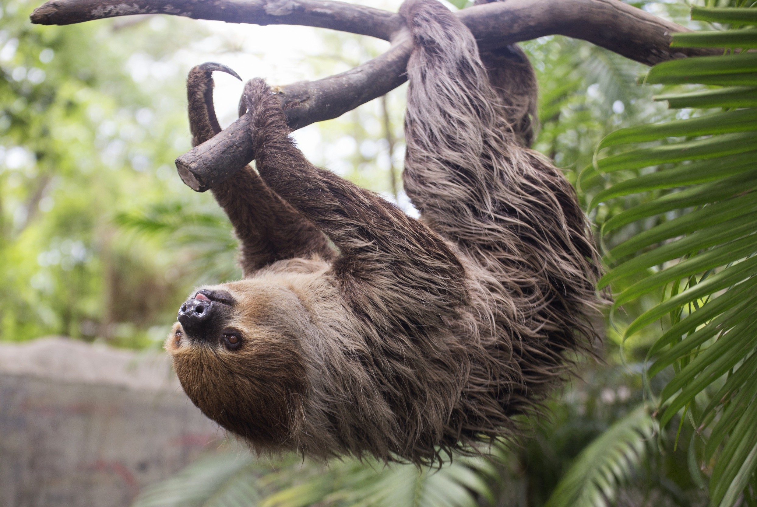Sloth genome reveals the secrets of its slow-motion lifestyle