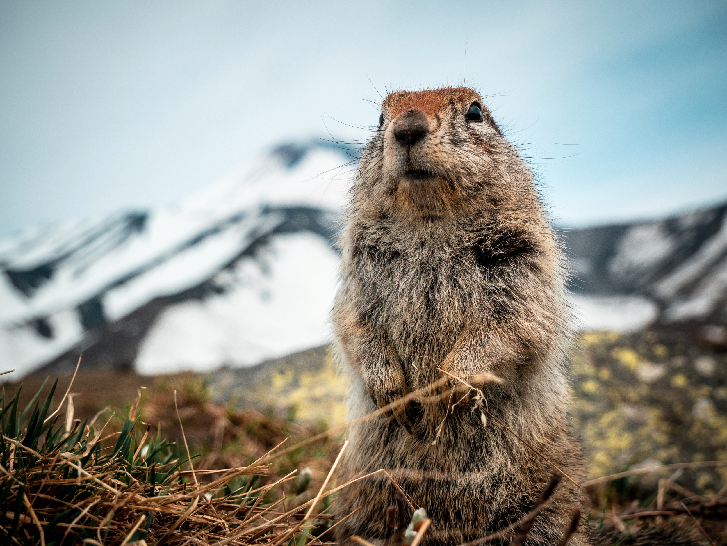 Frozen squirrel droppings reveal lost Ice Age ecosystems