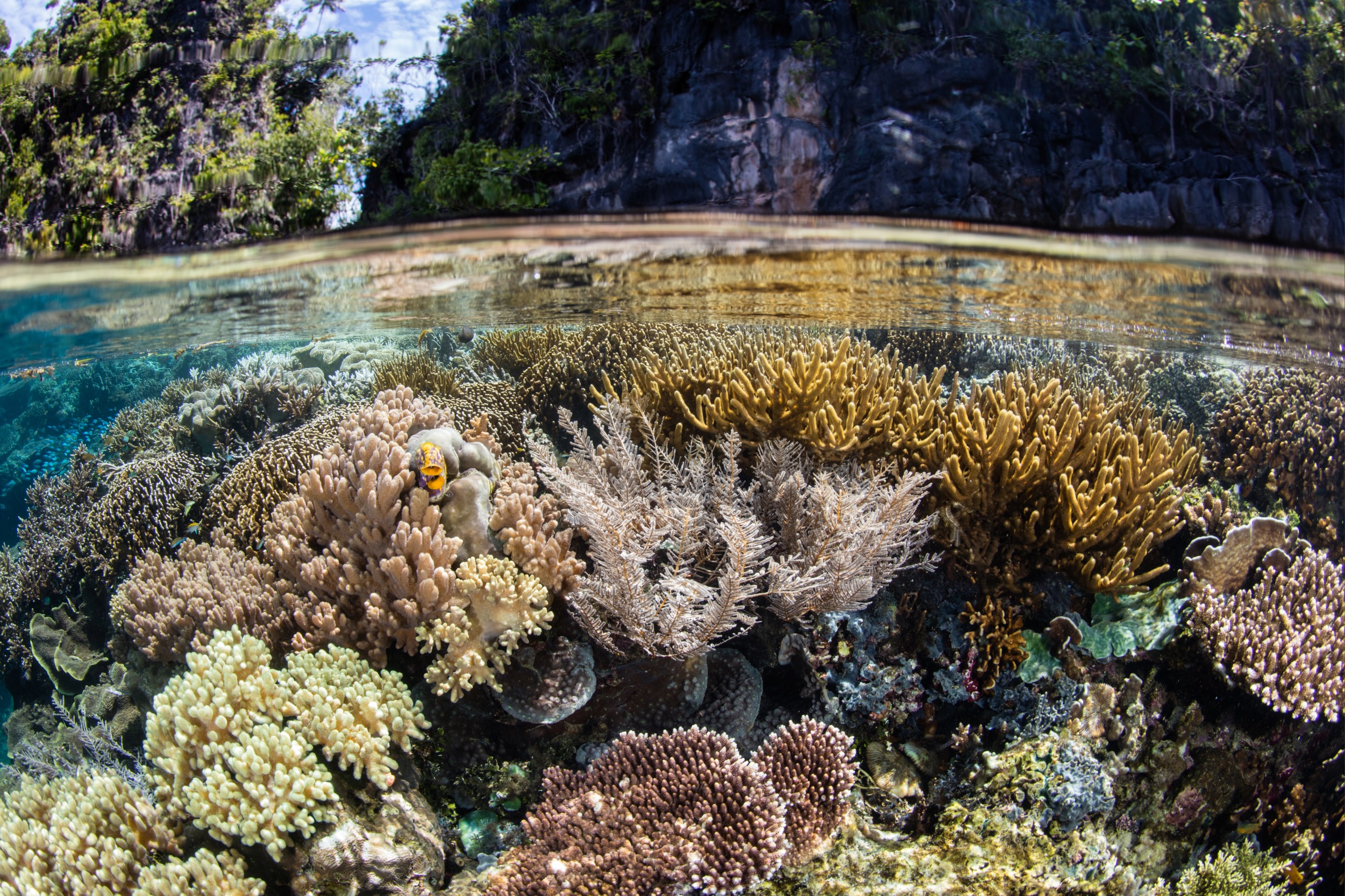 UN report: Arctic ice and coral reefs are nearing collapse