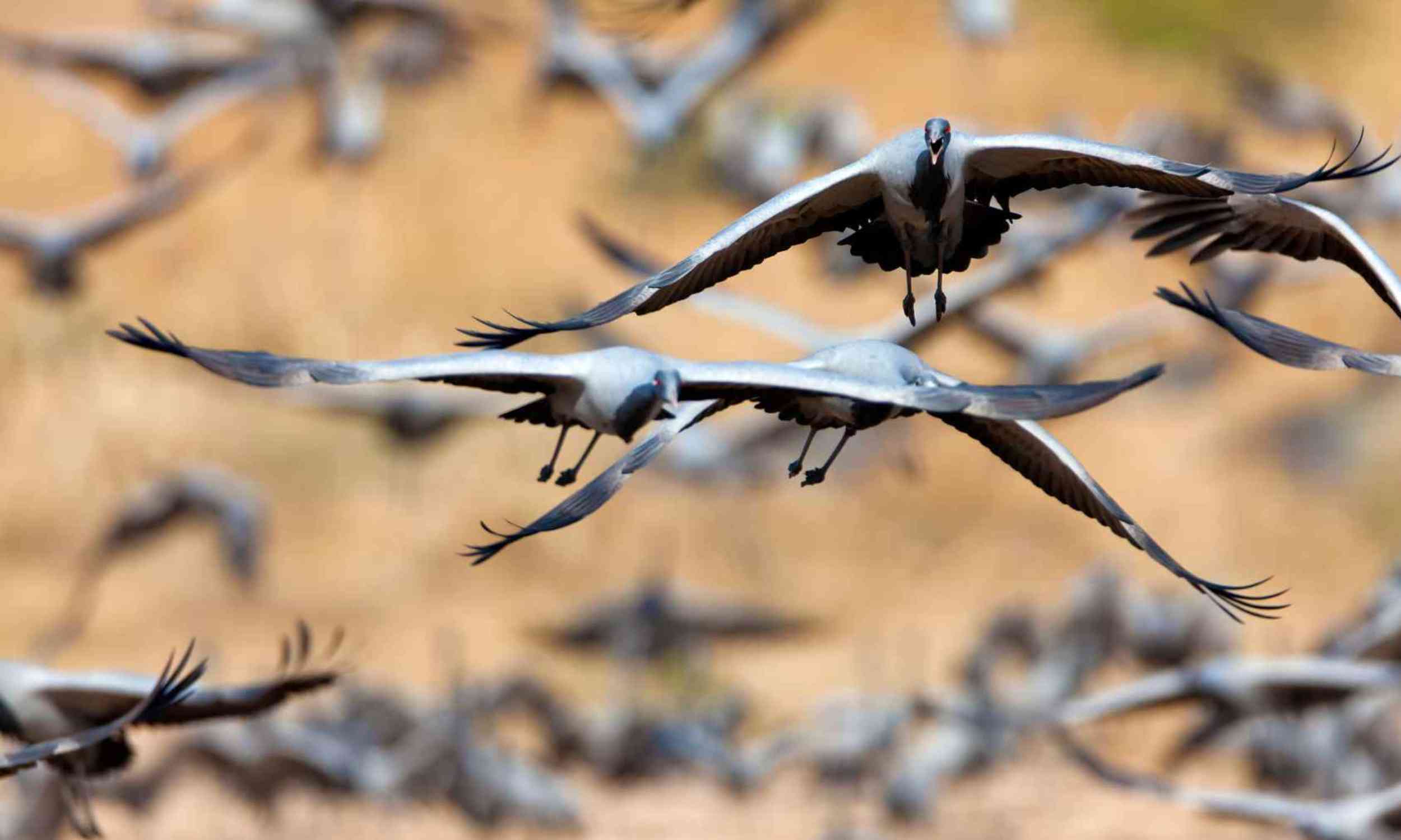 Migrating cranes are losing quiet wetland refuges as roads and cities close in