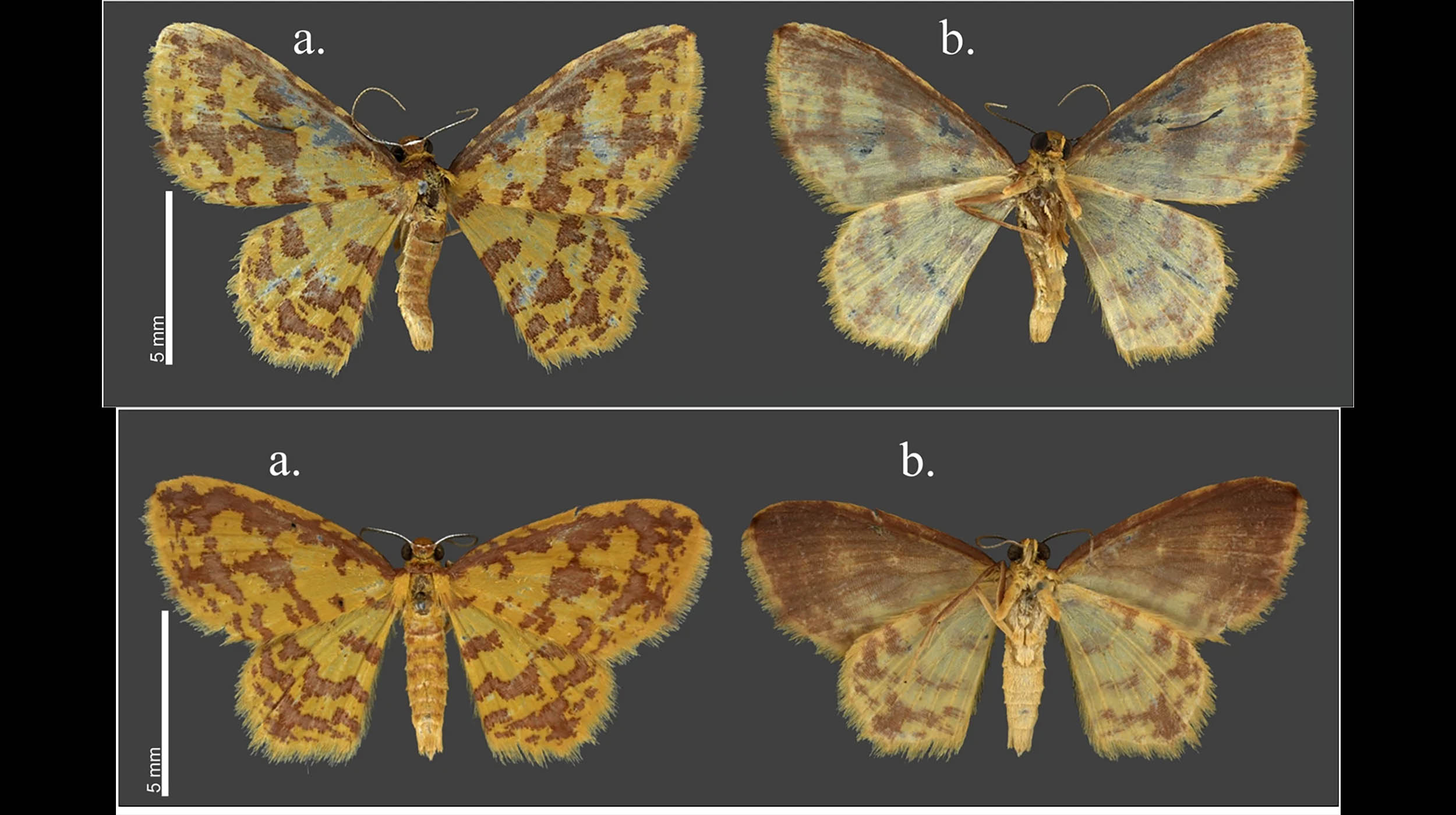 What looked like one moth was actually eight different species