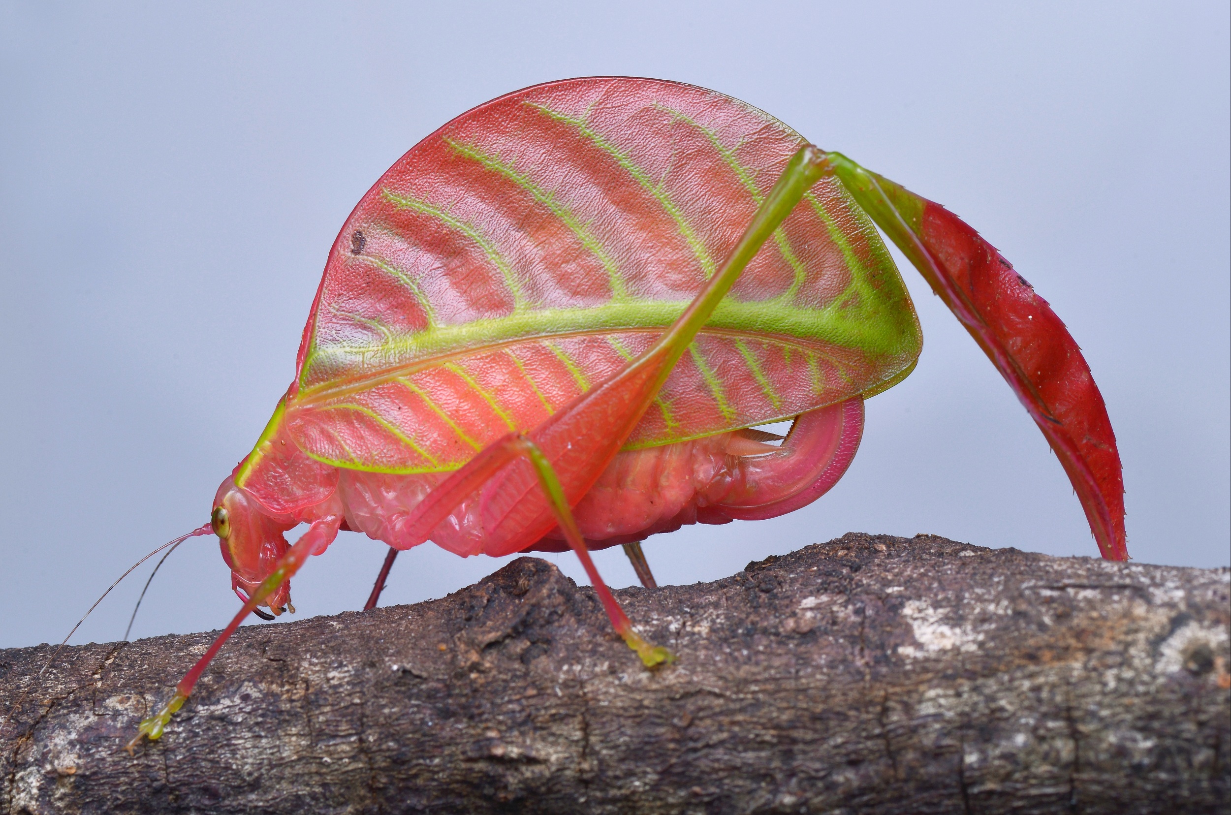 Leaf-like wings help katydids attract mates and avoid predators