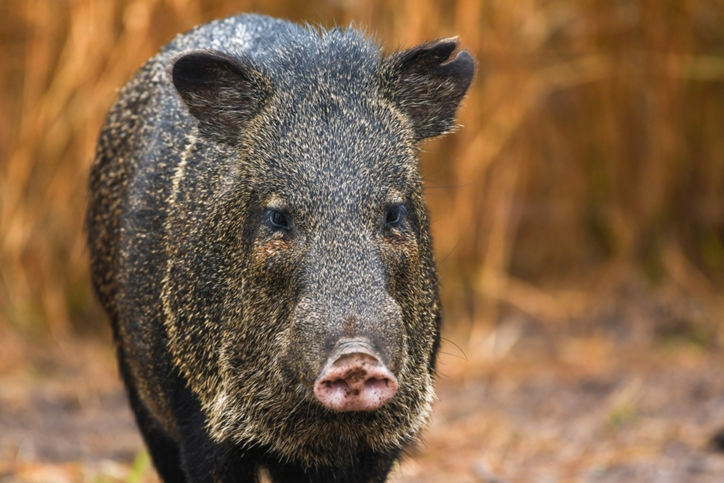 Wild pigs are helping rainforests thrive