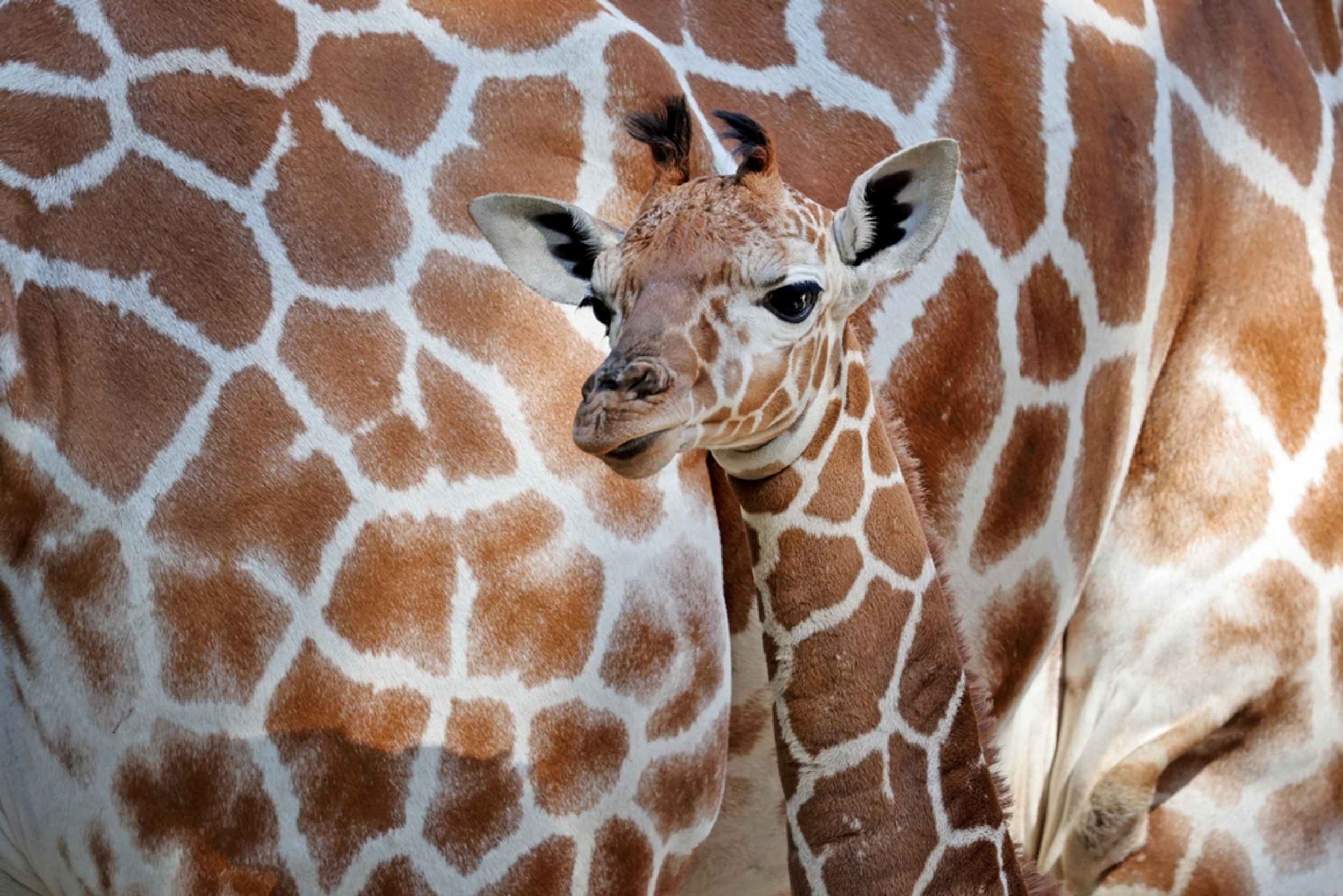 Giraffes can't use half of their reserves