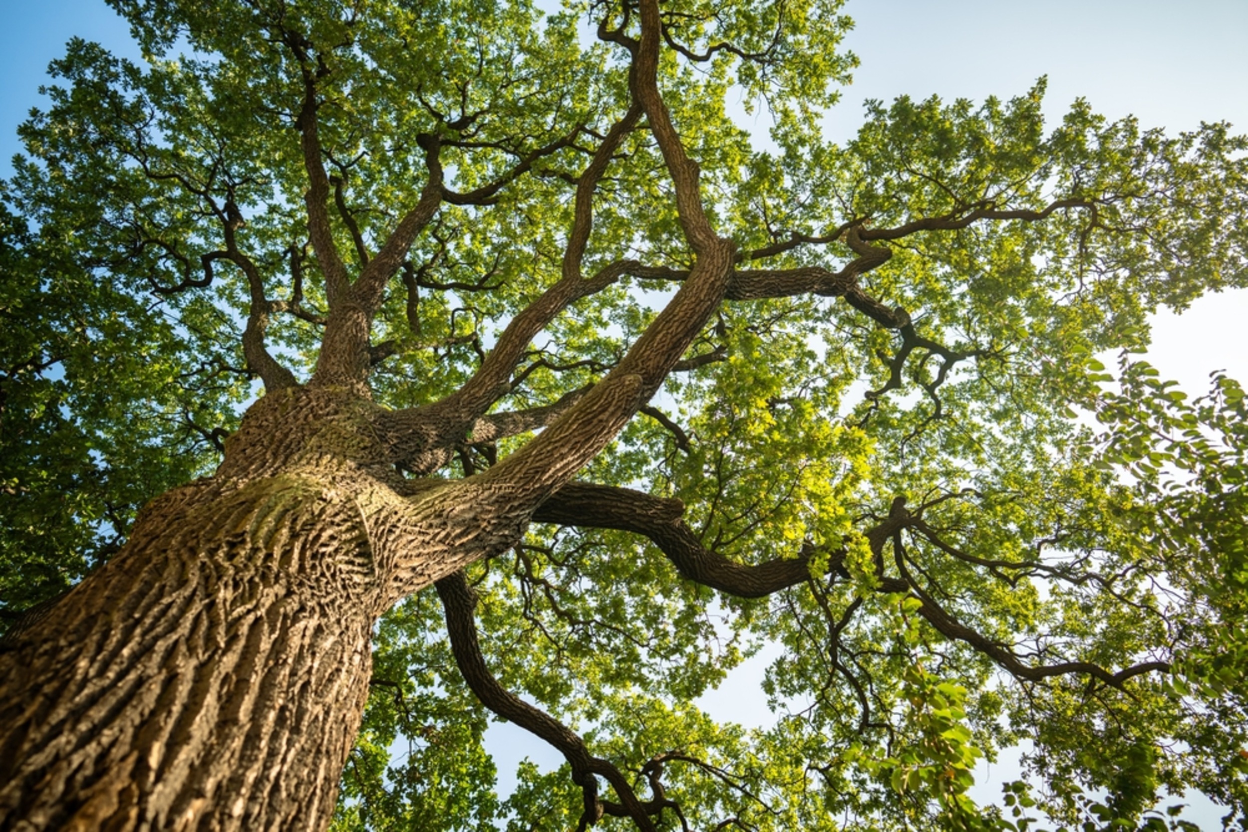 The link between oaks and air pollution