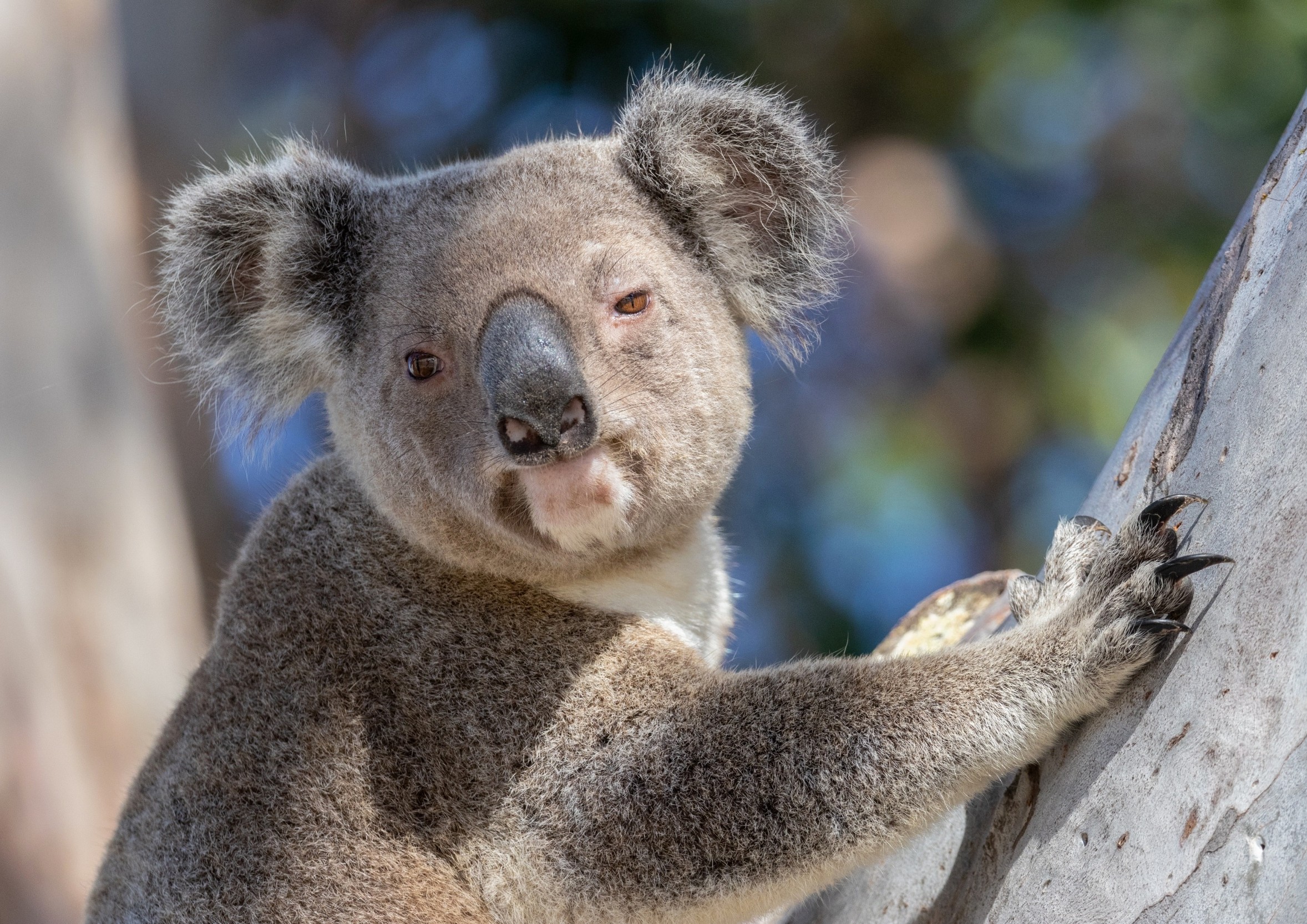 Koalas nearly went extinct long before humans arrived in Australia