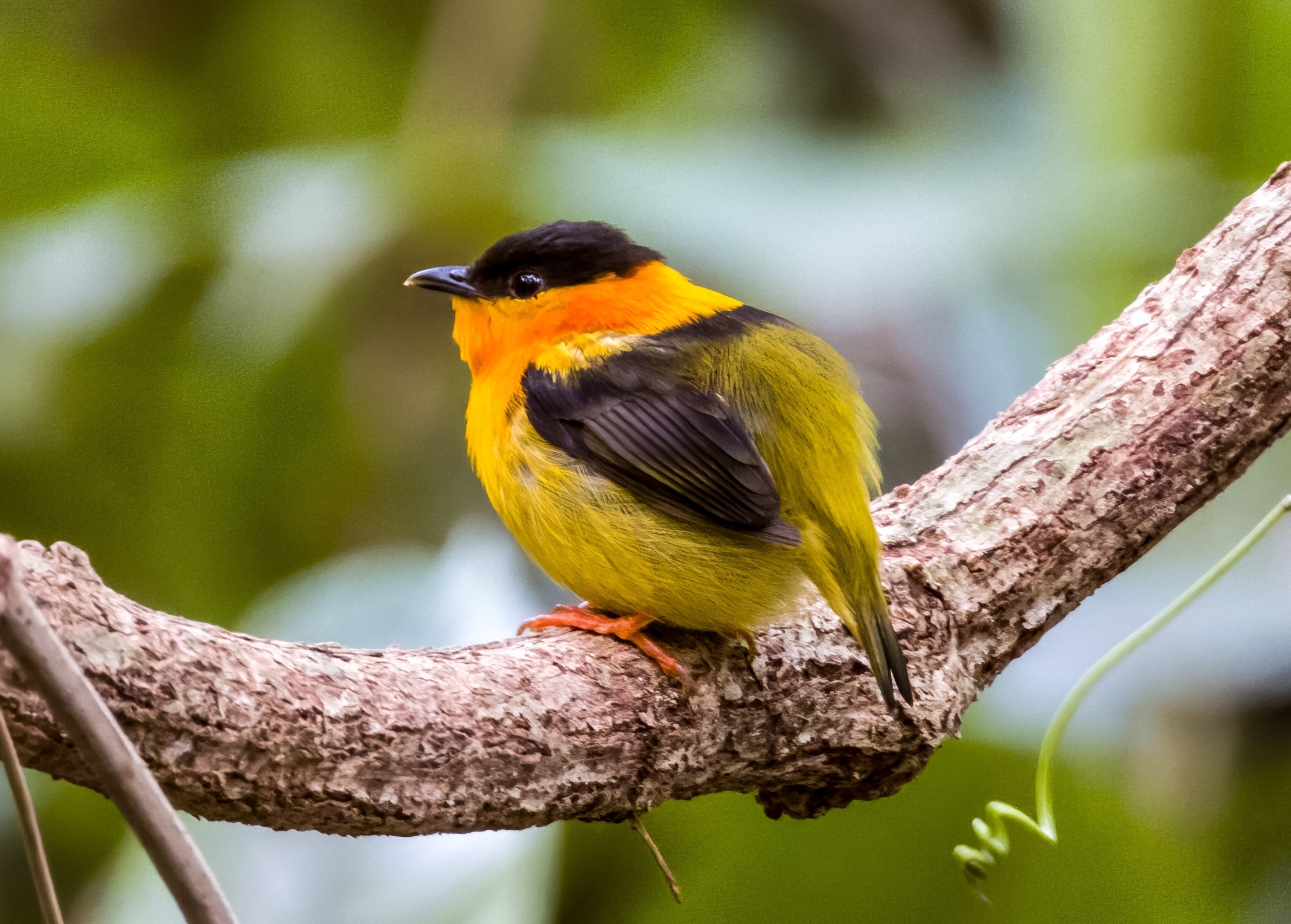 How manakin birds turned fruit into a wild mating show