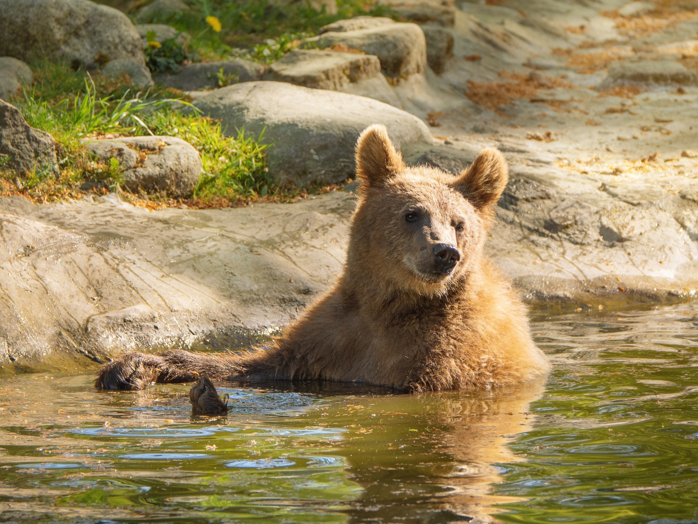 New warning system predicts when extreme heat will threaten wildlife