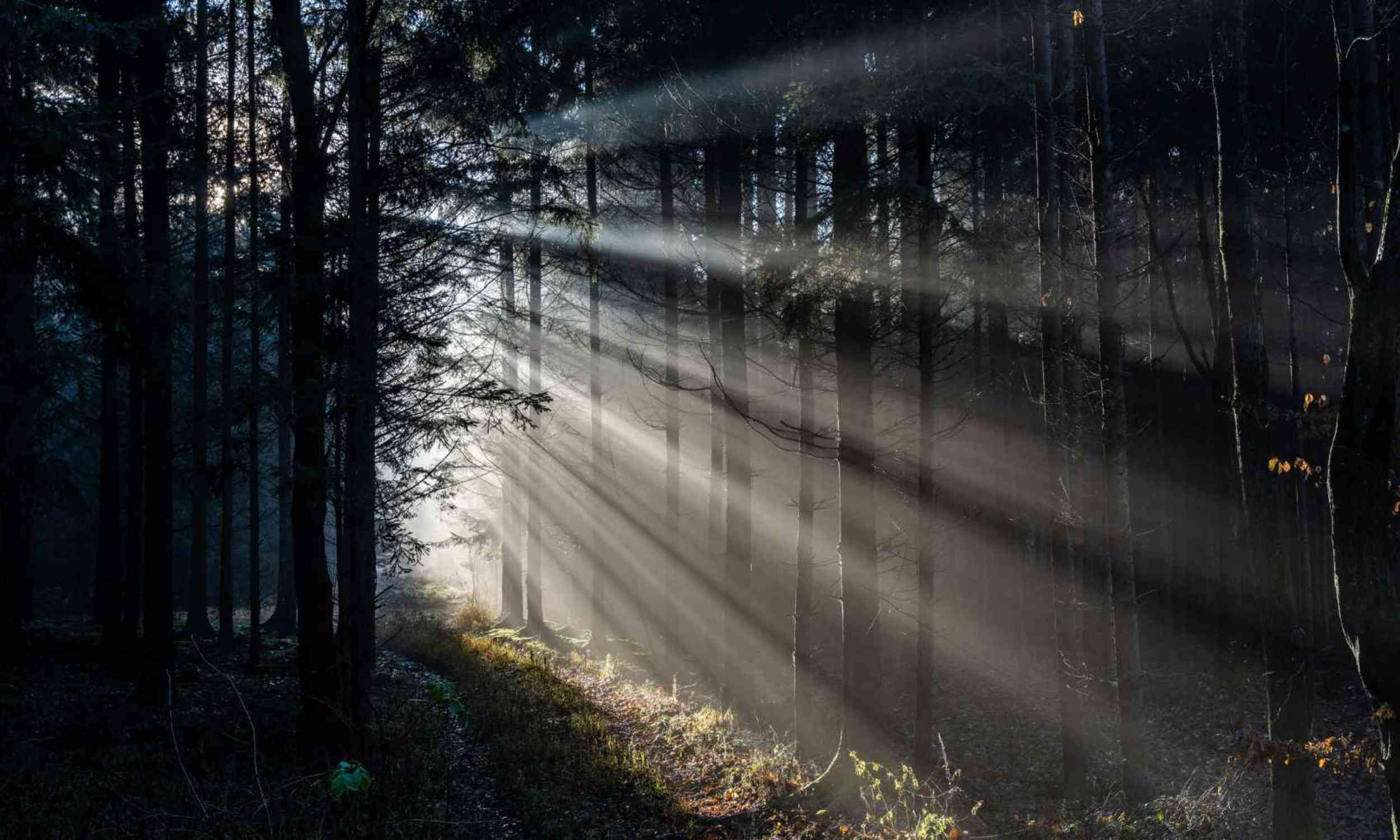 A hidden pollutant is changing how the world’s forests breathe carbon
