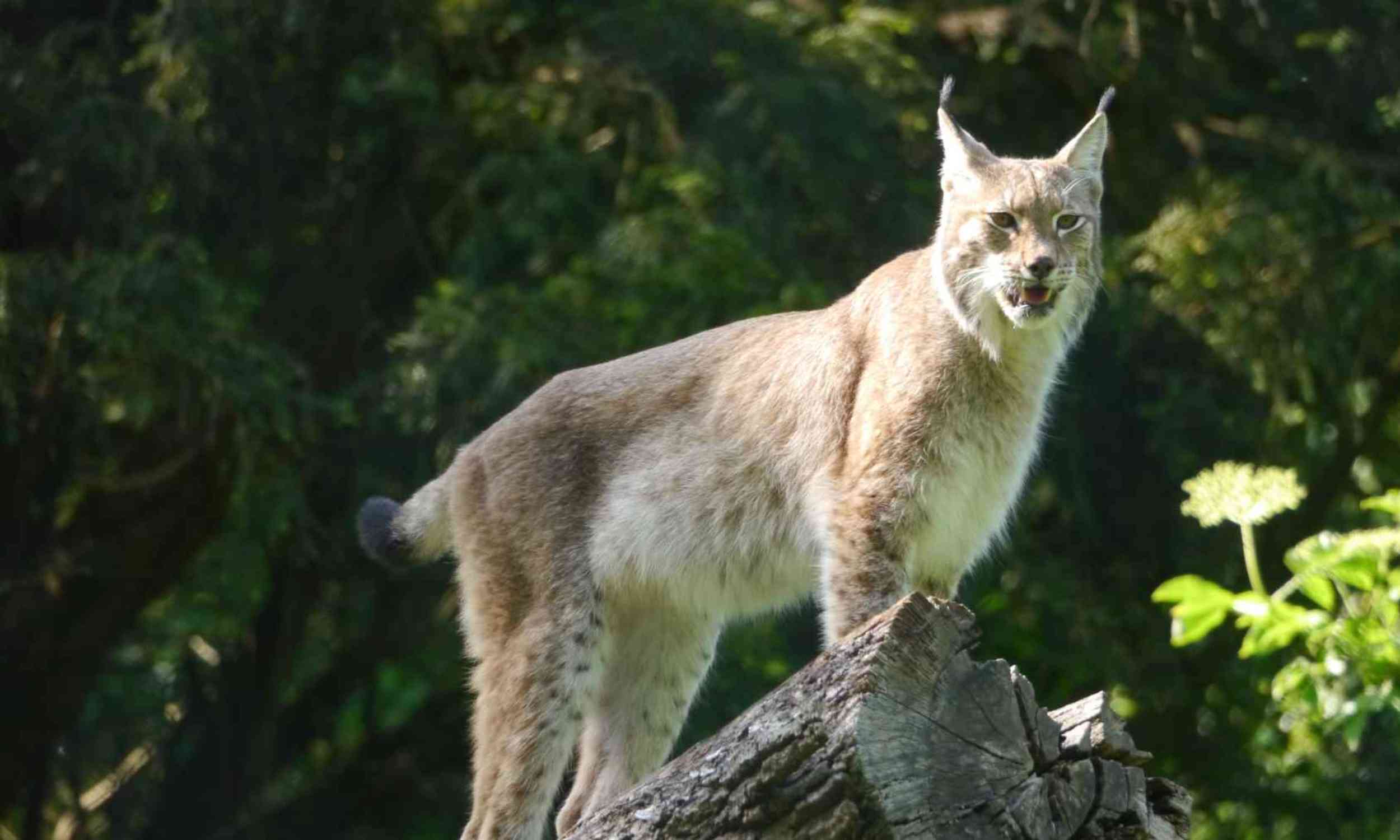 Rare mountain cat may be pushed out of its southern home as climate and land use shift