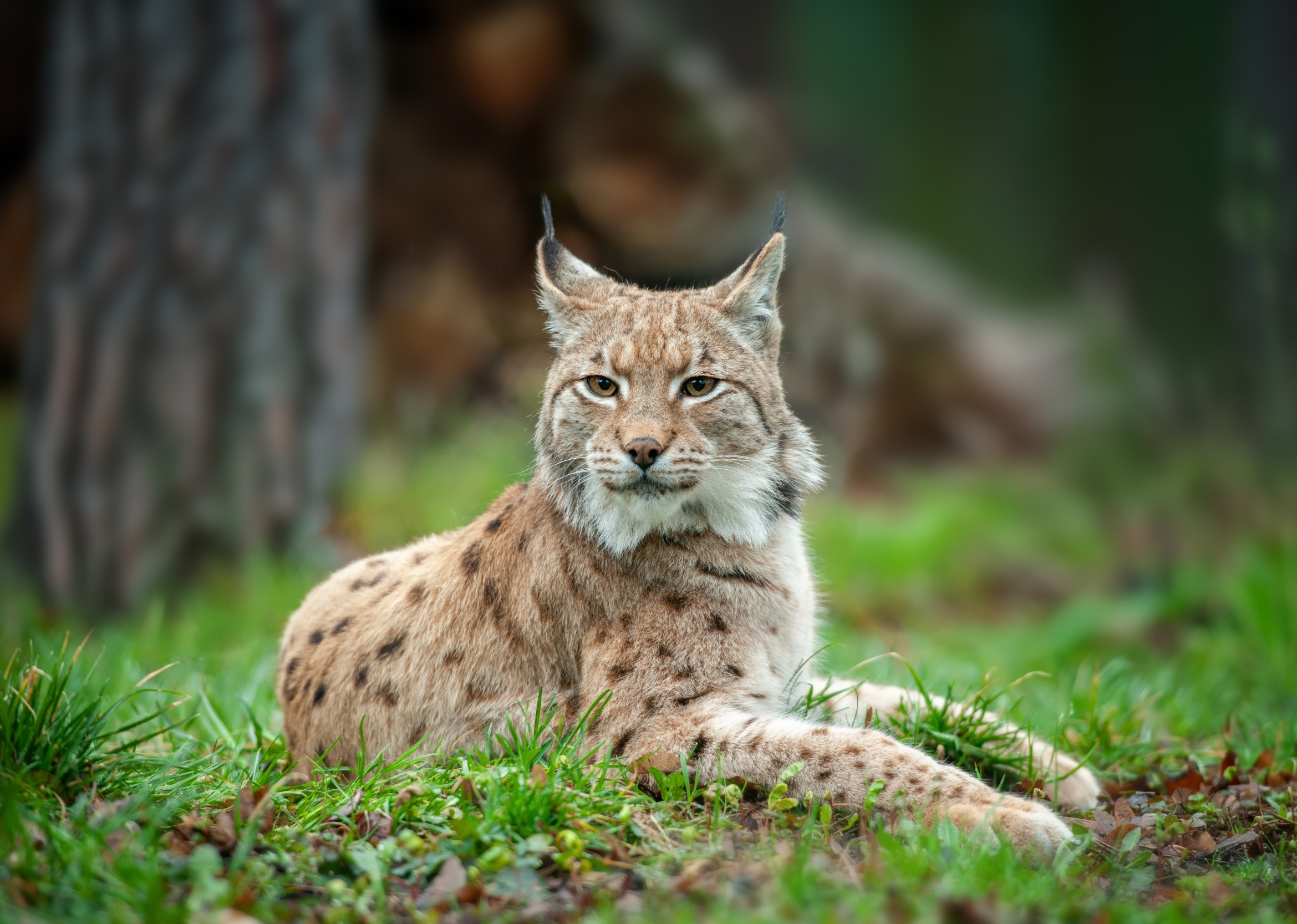 International Lynx Day: Why conservation matters more than ever