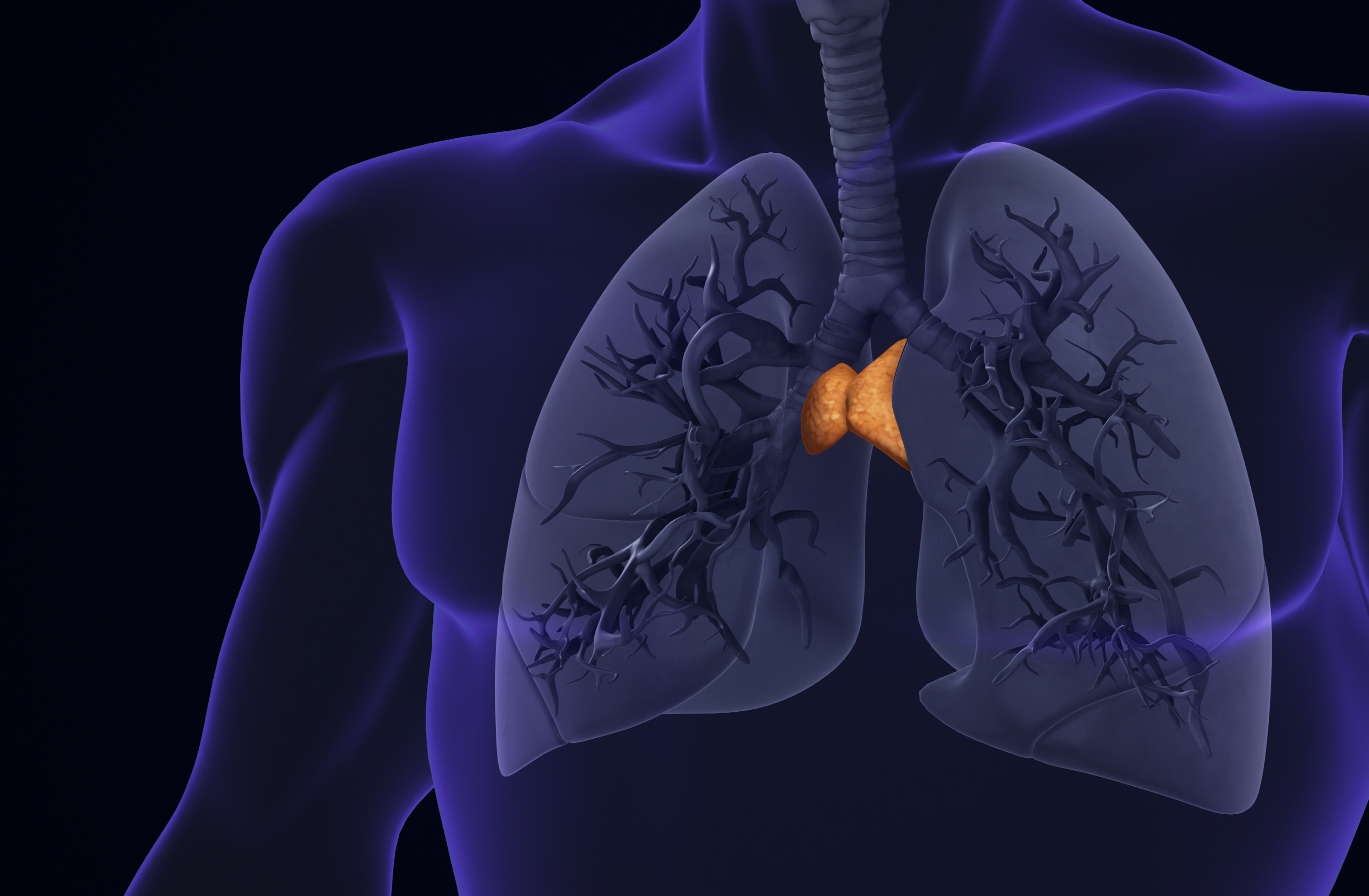 Overlooked immune organ may reveal why some adults age healthier than others