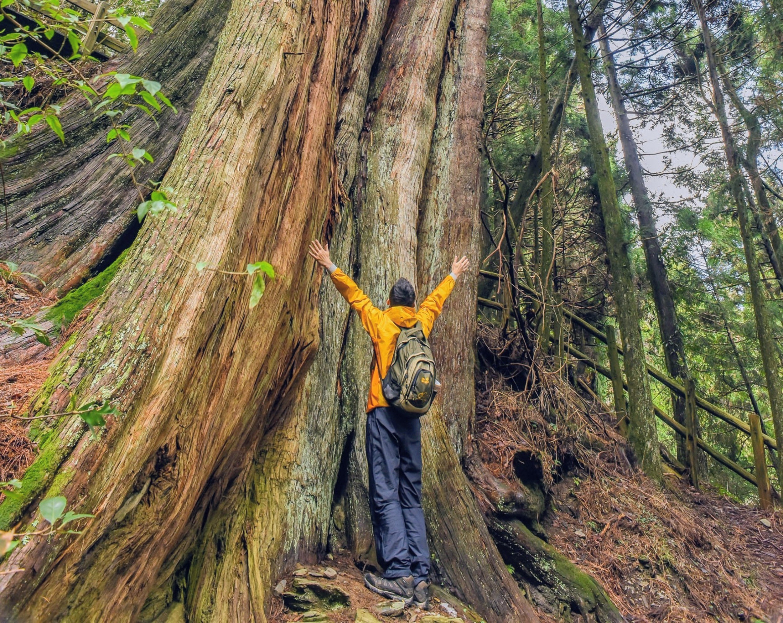 Taiwan's giant trees rank among the tallest on Earth