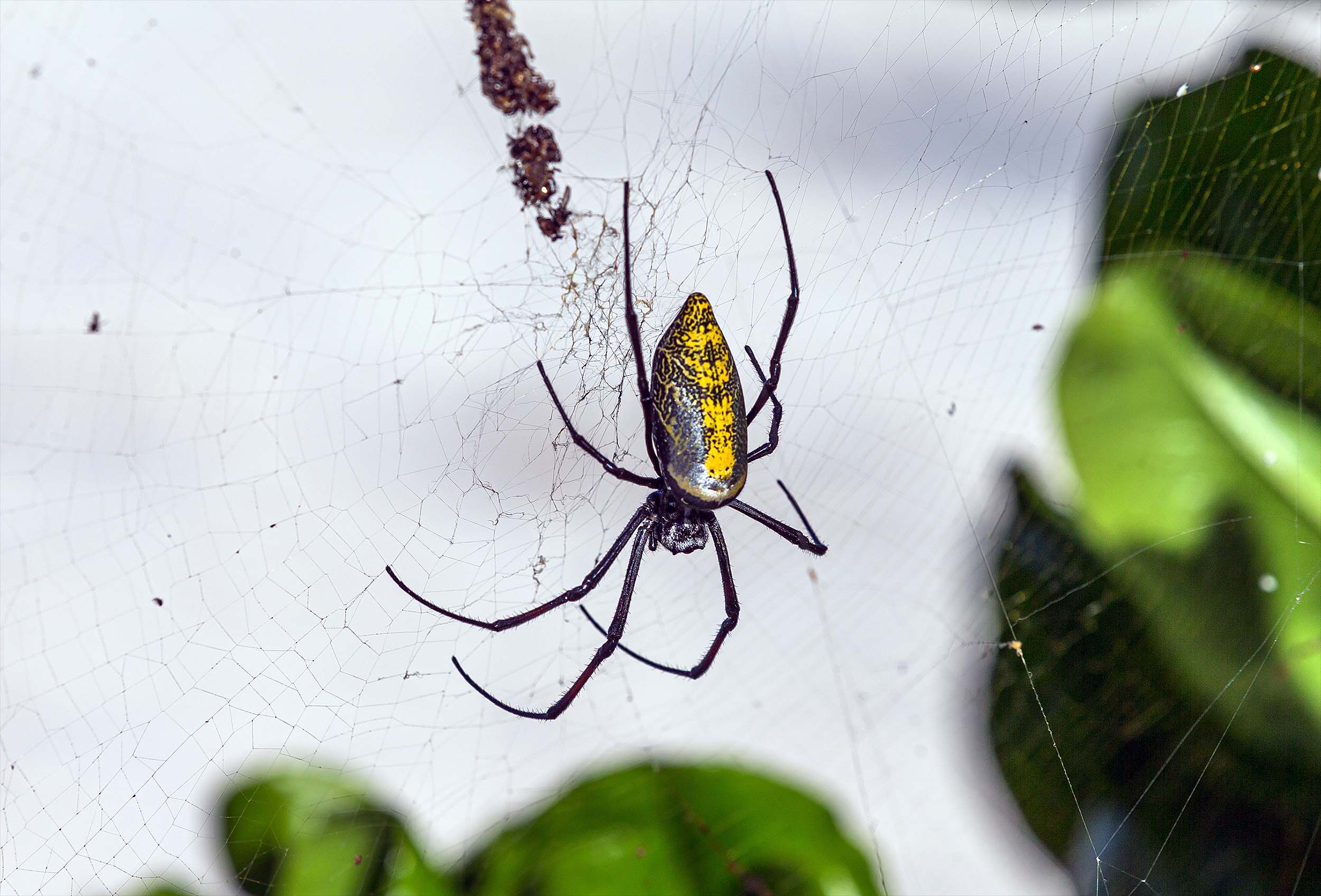 Spider webs are helping scientists discover new species of fungi