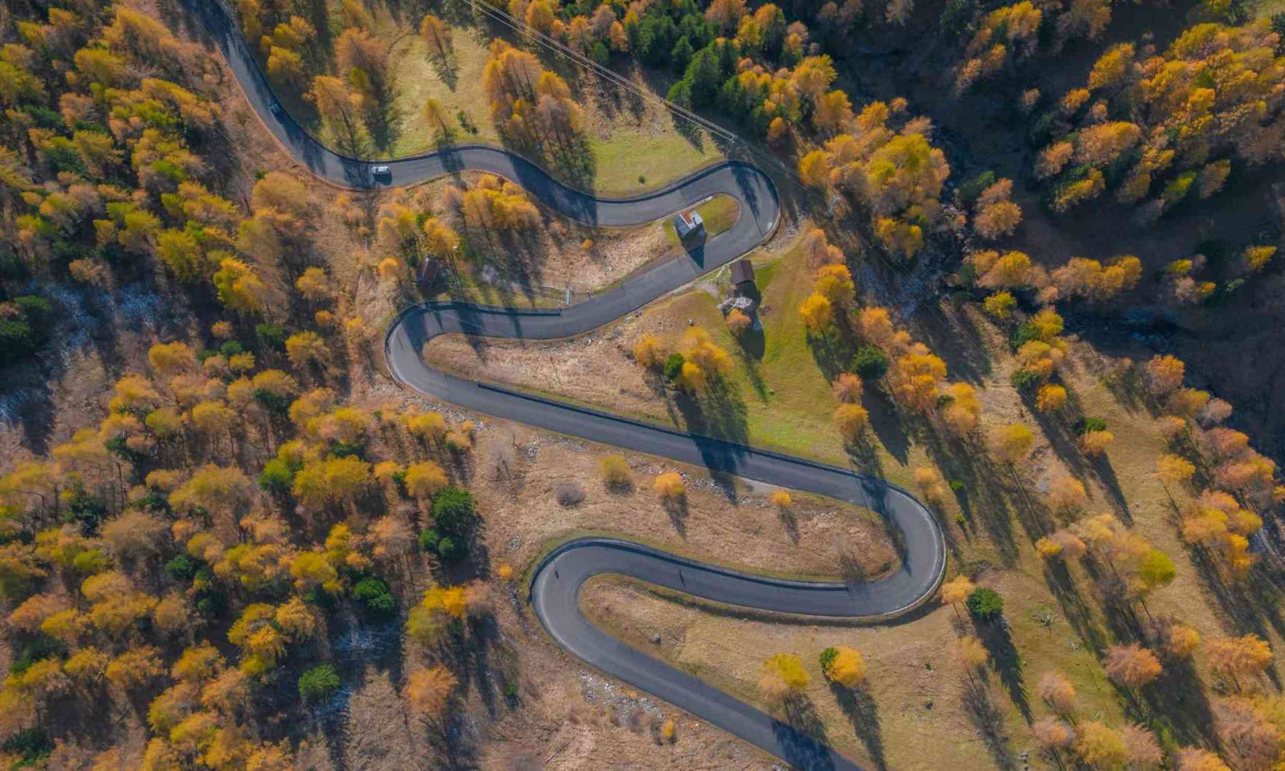 The last quiet places for wildlife are being cut into pieces by roads