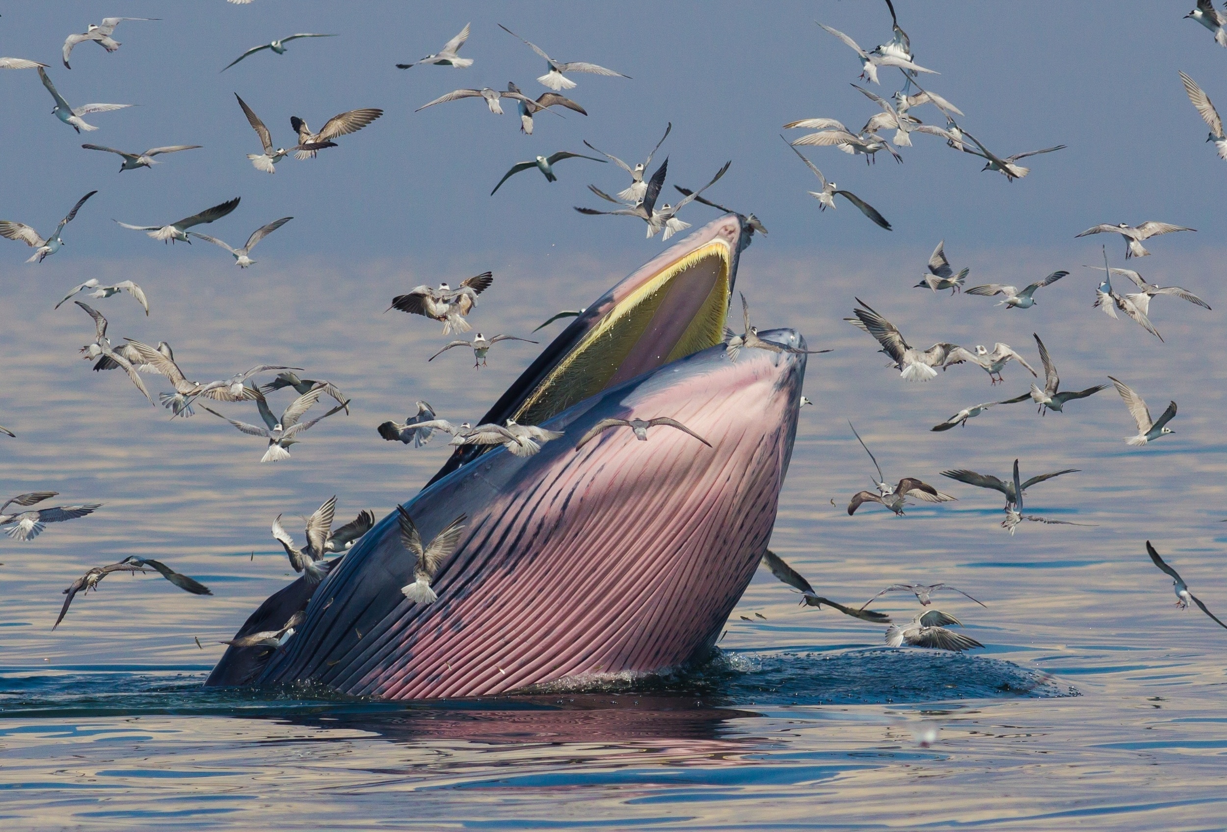 AI can now detect whale calls with 96% accuracy