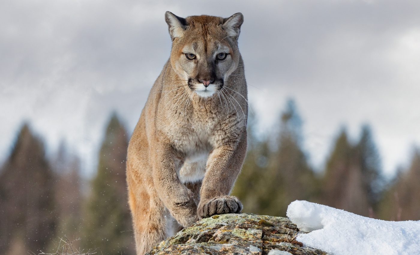 National Cougar Day: America's adaptable cat needs protection