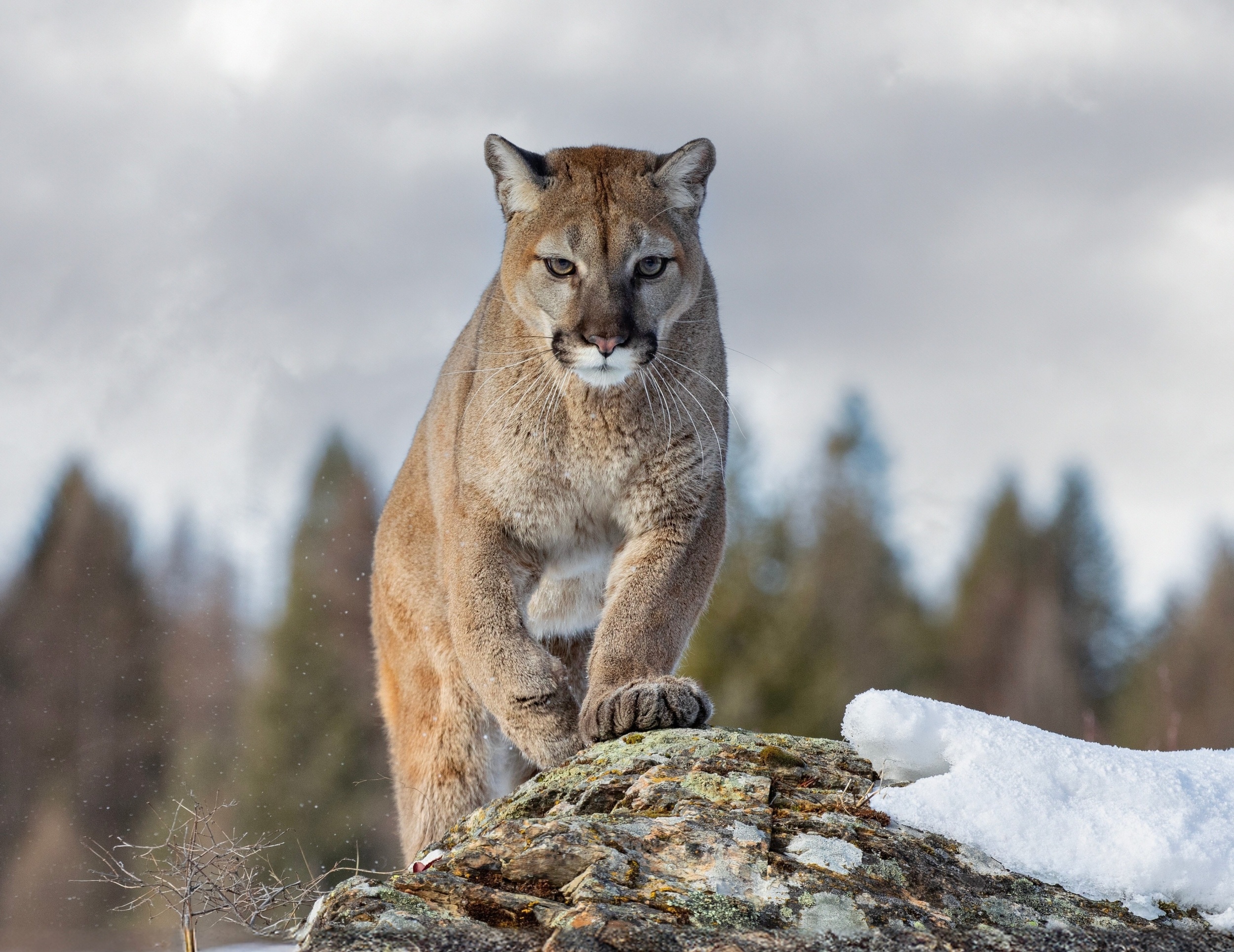 National Cougar Day: Why North America's most adaptable cat still needs protection