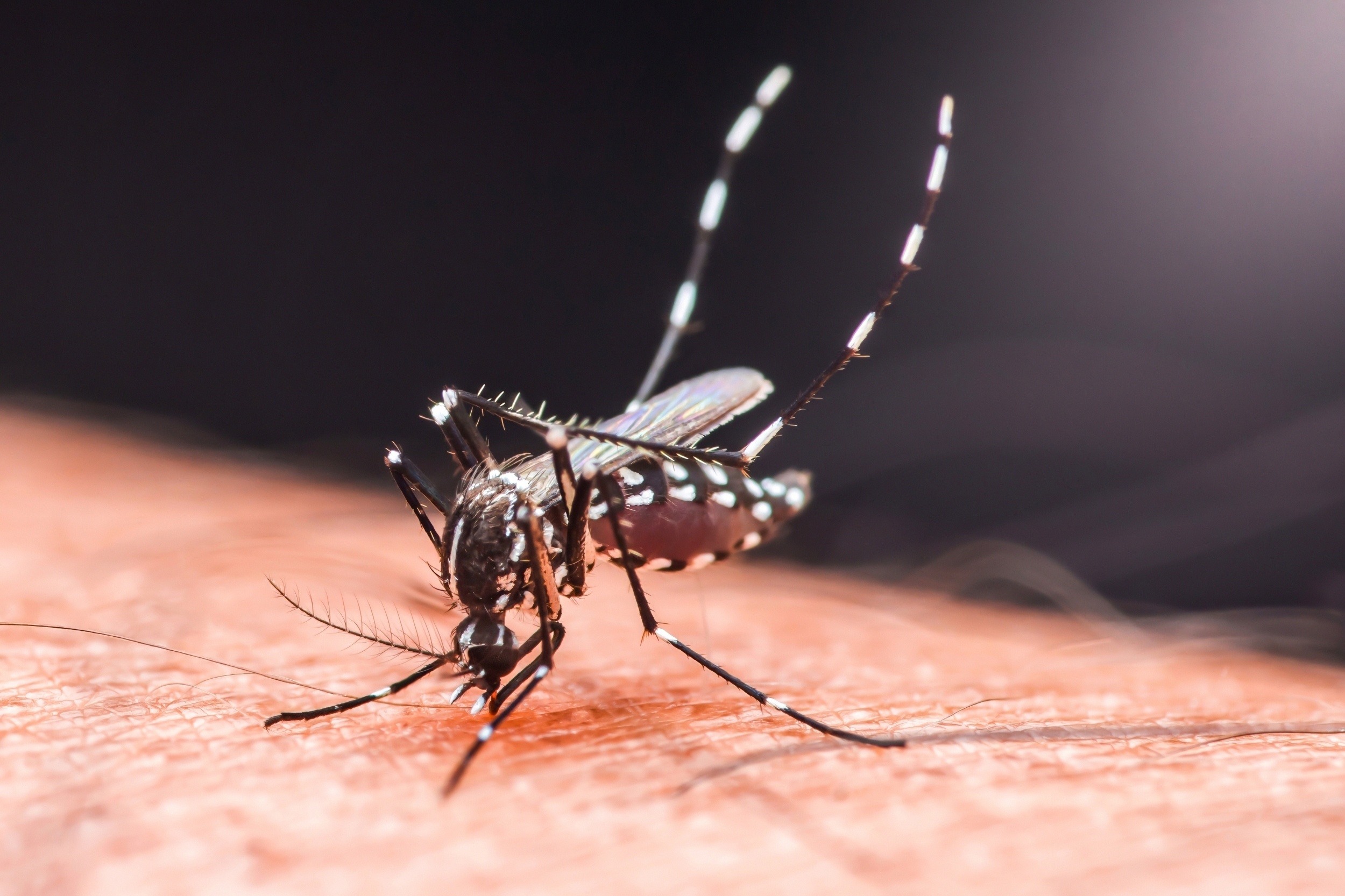 Dengue fever risk is rising in California as temperatures warm
