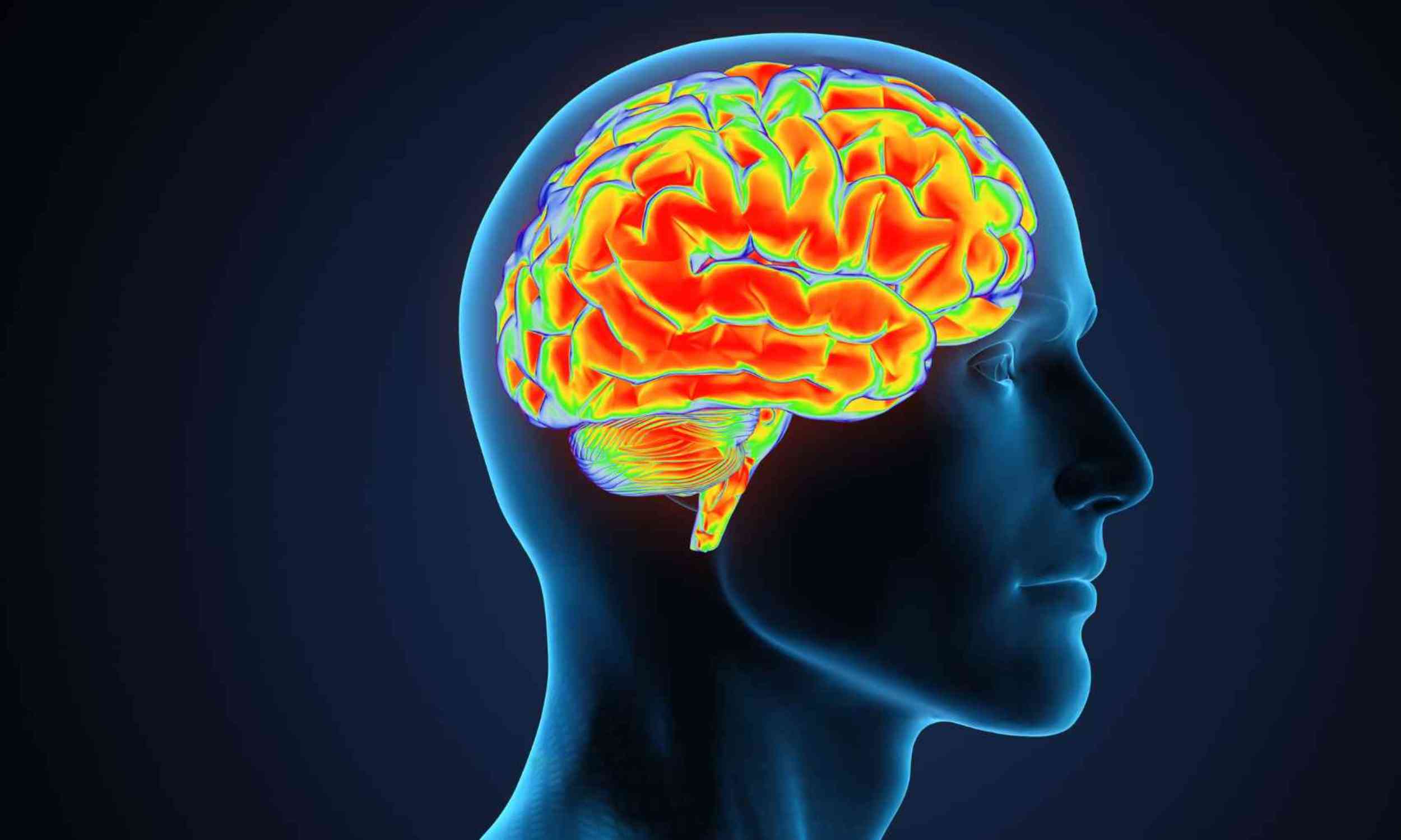 A hidden brain pathway may help explain how humans learned to speak