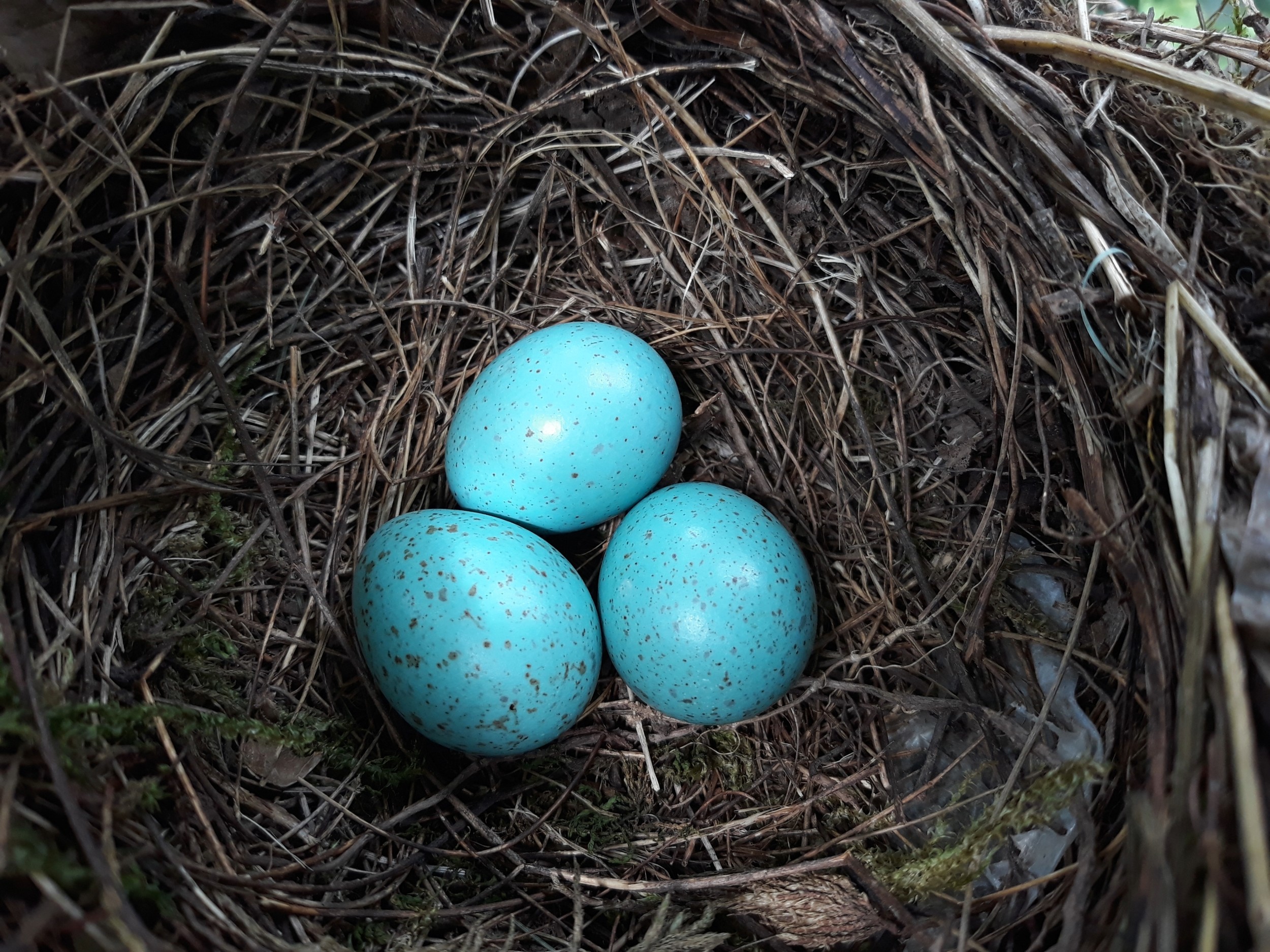 Unhatched bird eggs reveal decades of hidden pollution