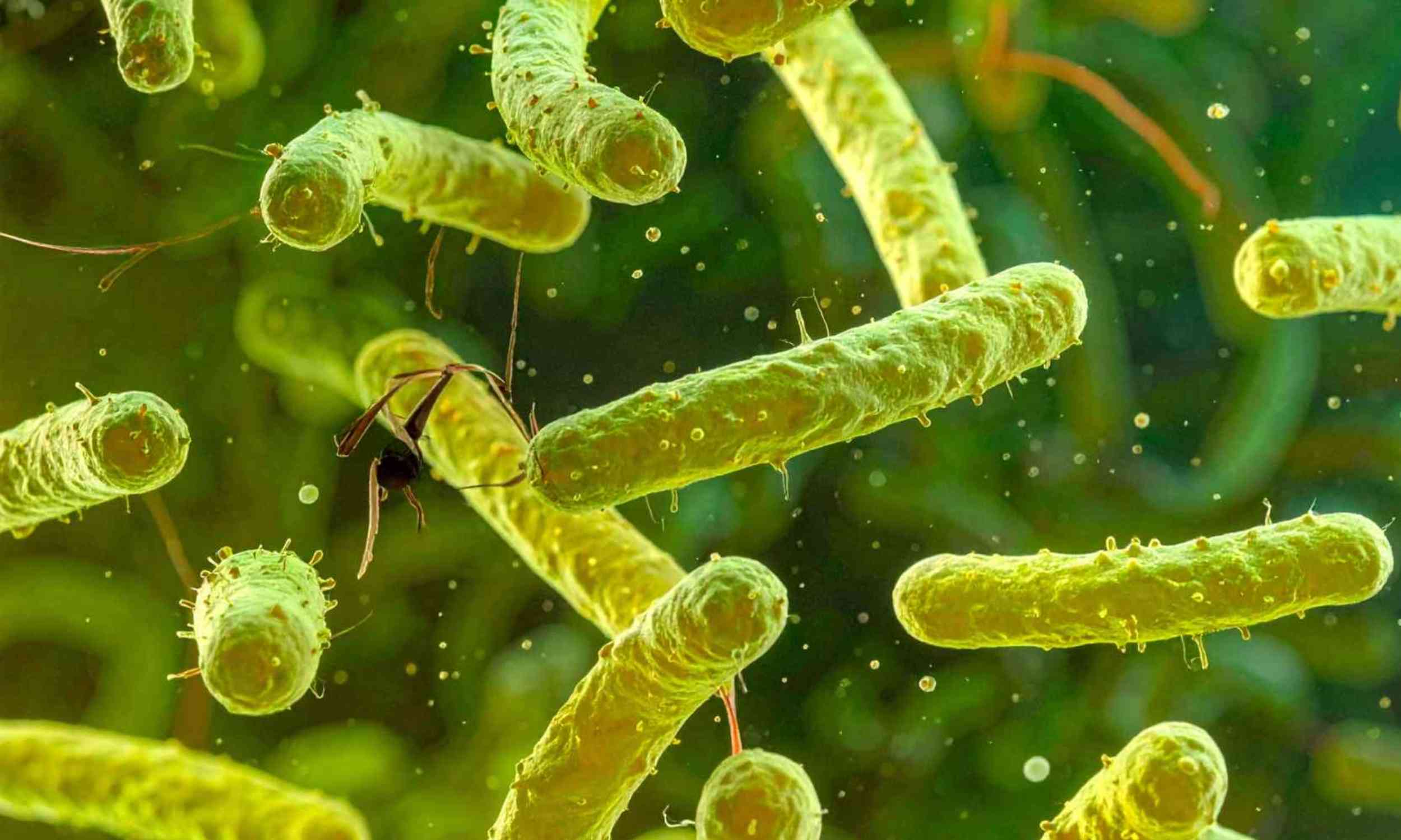 Some bacteria can survive on light humans can barely see, and scientists mapped how they do it