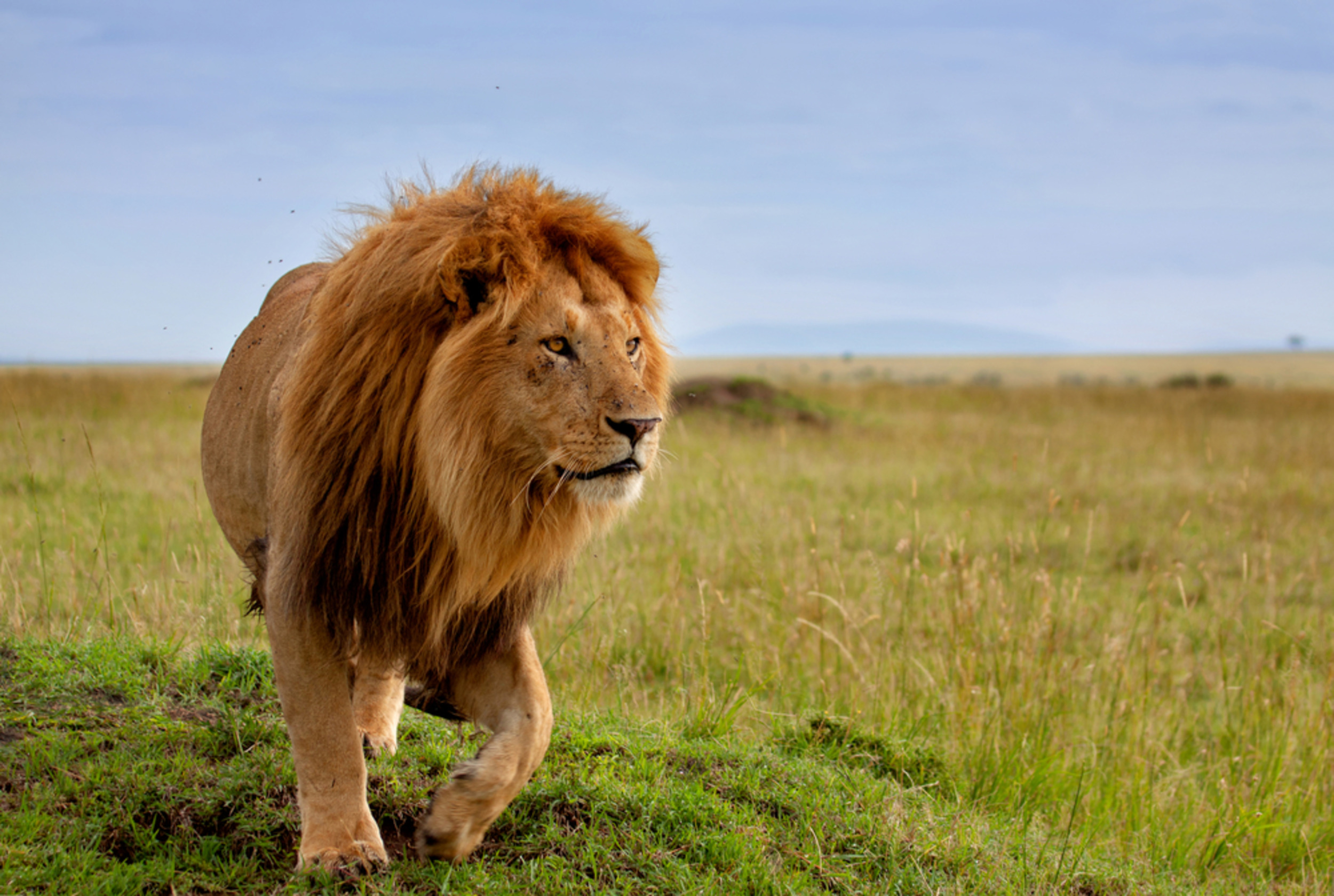 The secret social life of lions