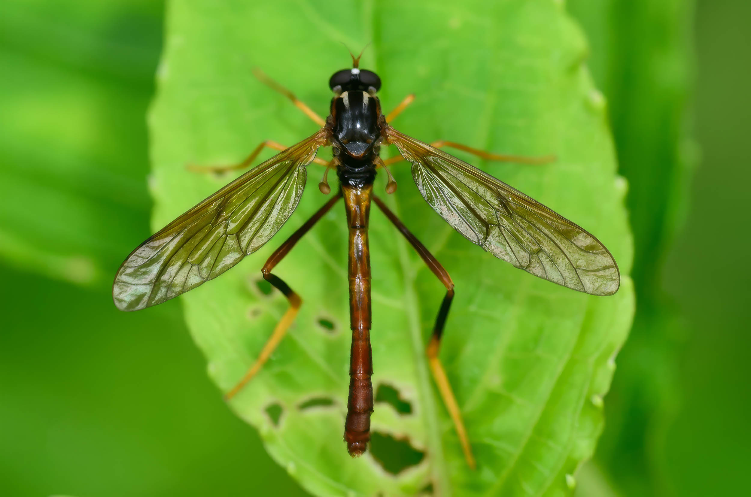 https://cff2.earth.com/uploads/2026/06/12233357/wormlion-fly-species_Vermitigris-tsangyanggyatso_ZooKeys_1m.jpg