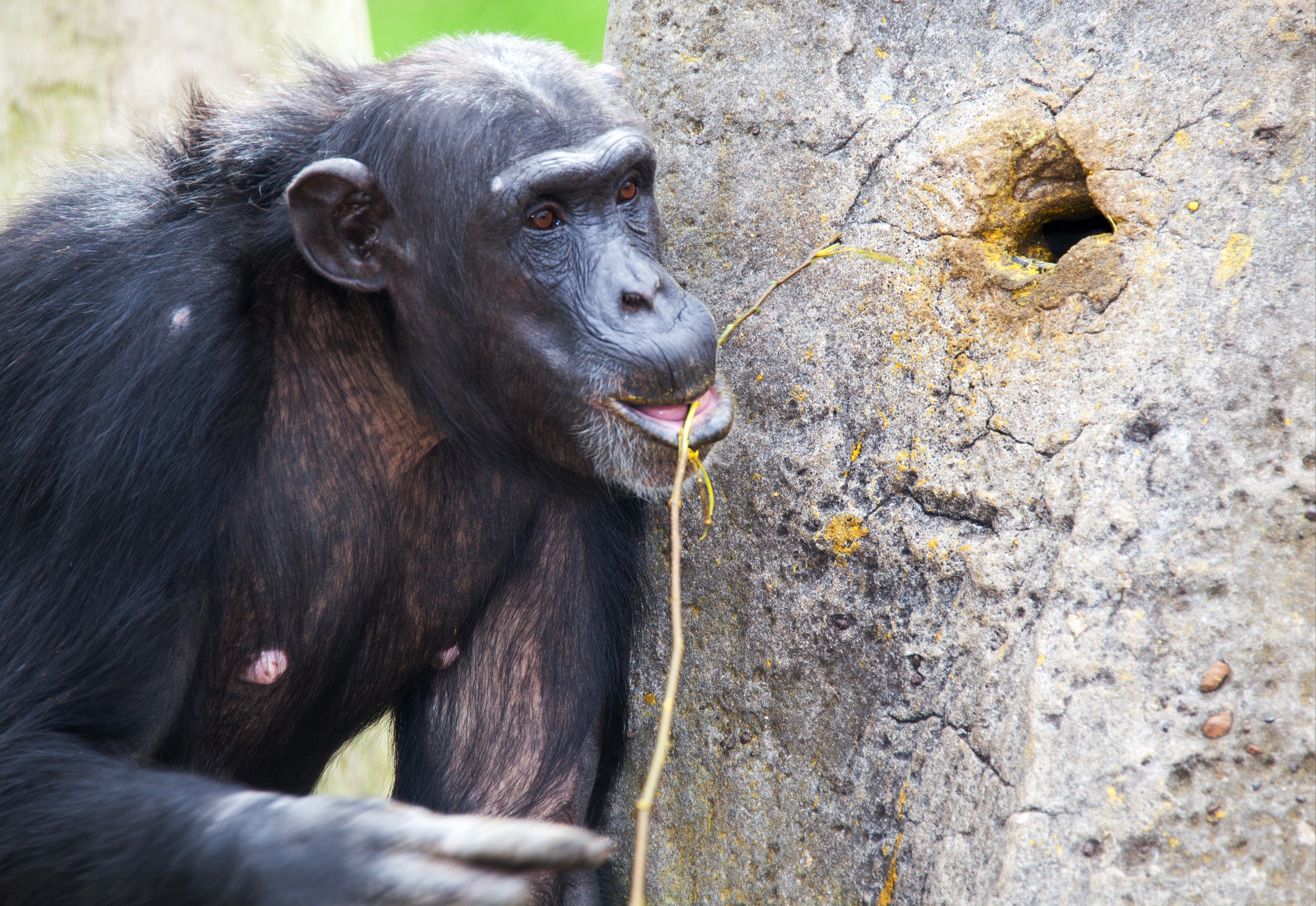 Chimpanzees in harsh savannas hunt army ants with surprising precision