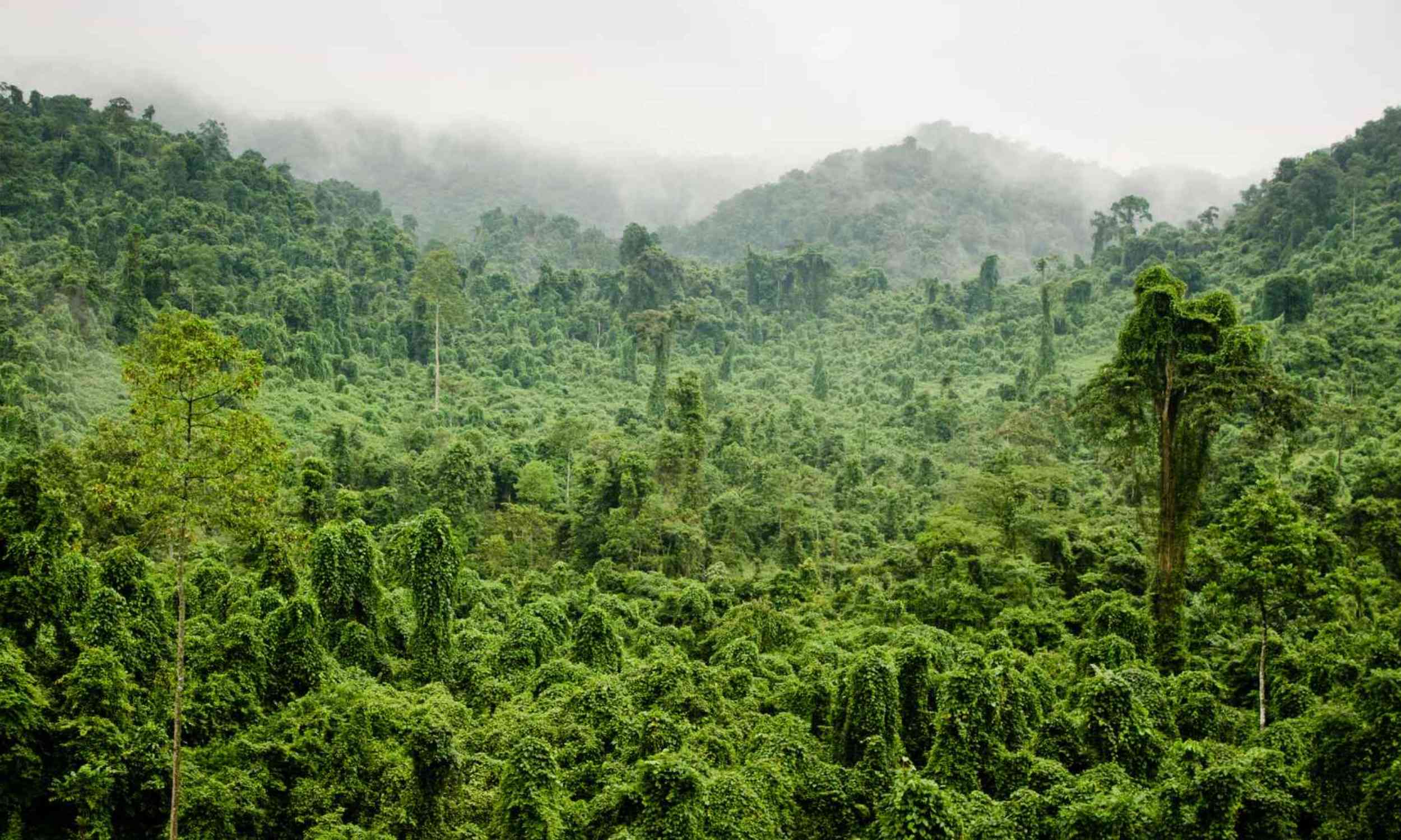 Vietnam’s wildest places are hiding a problem conservation maps often miss