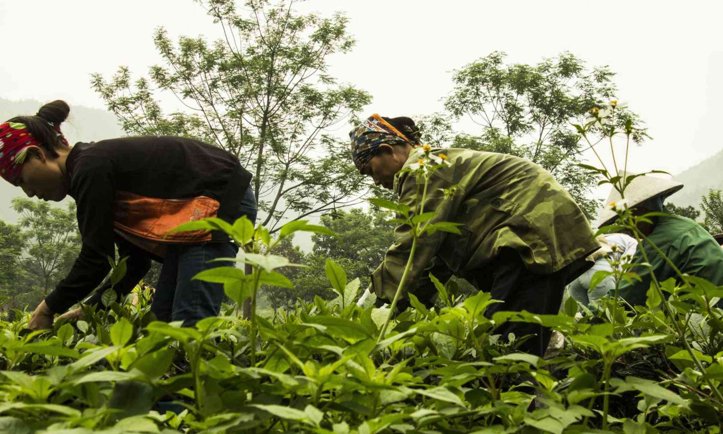 China grows more than a third of its vegetables on a tiny slice of farmland