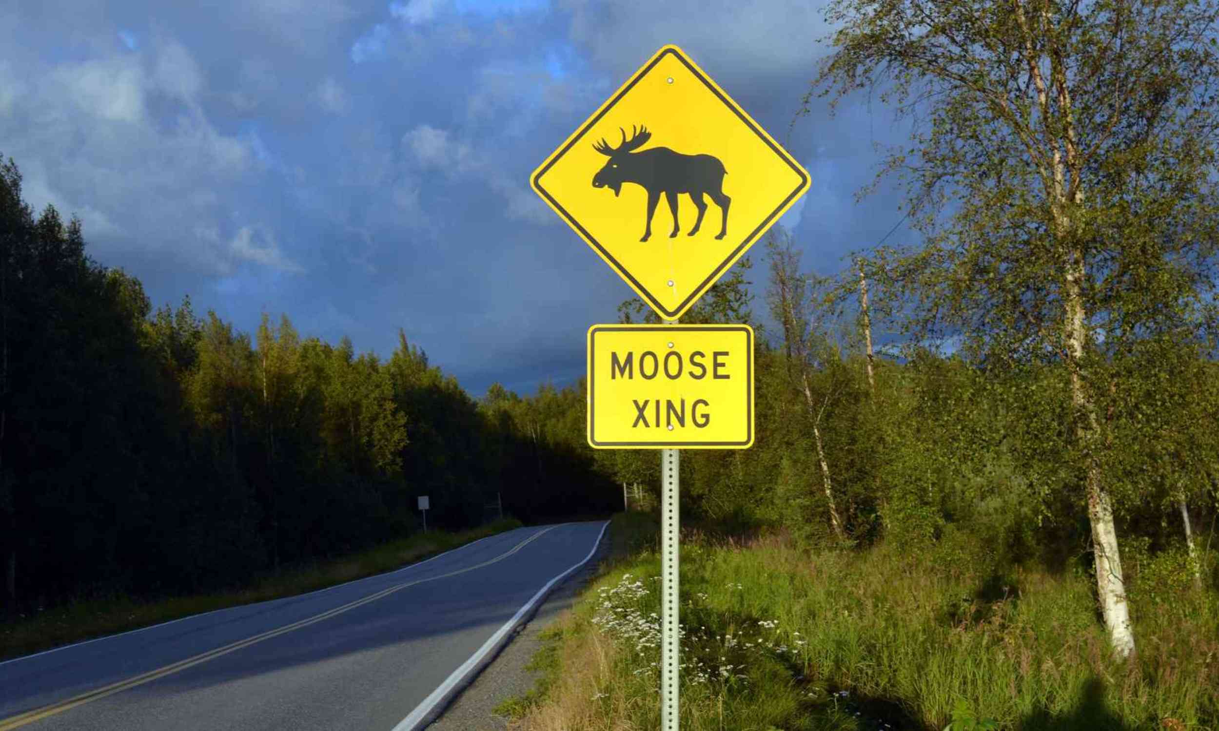 Scientists found a hidden flaw in how we protect animal crossings and corridors