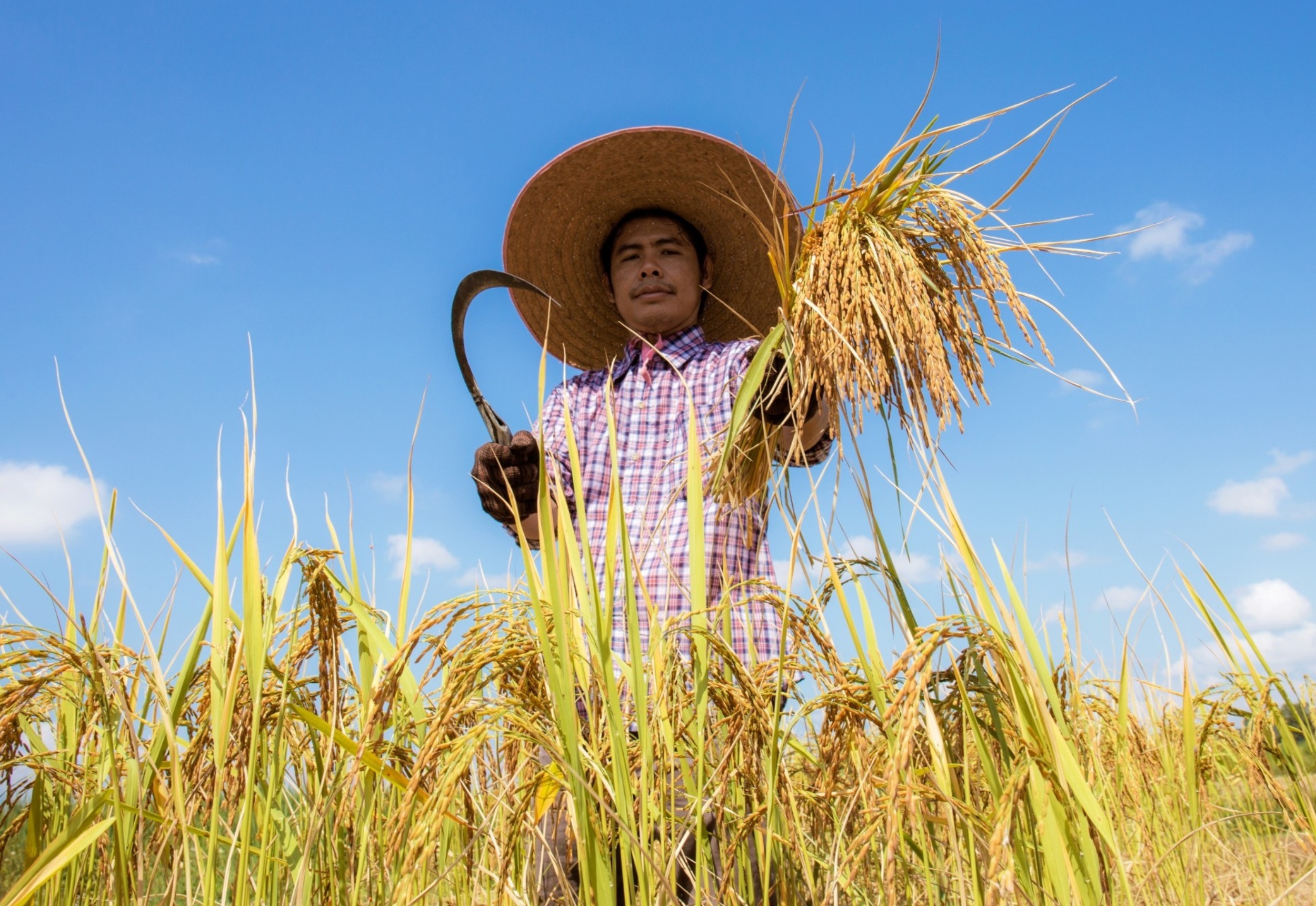 Farmers helped double rice production despite decades of climate stress