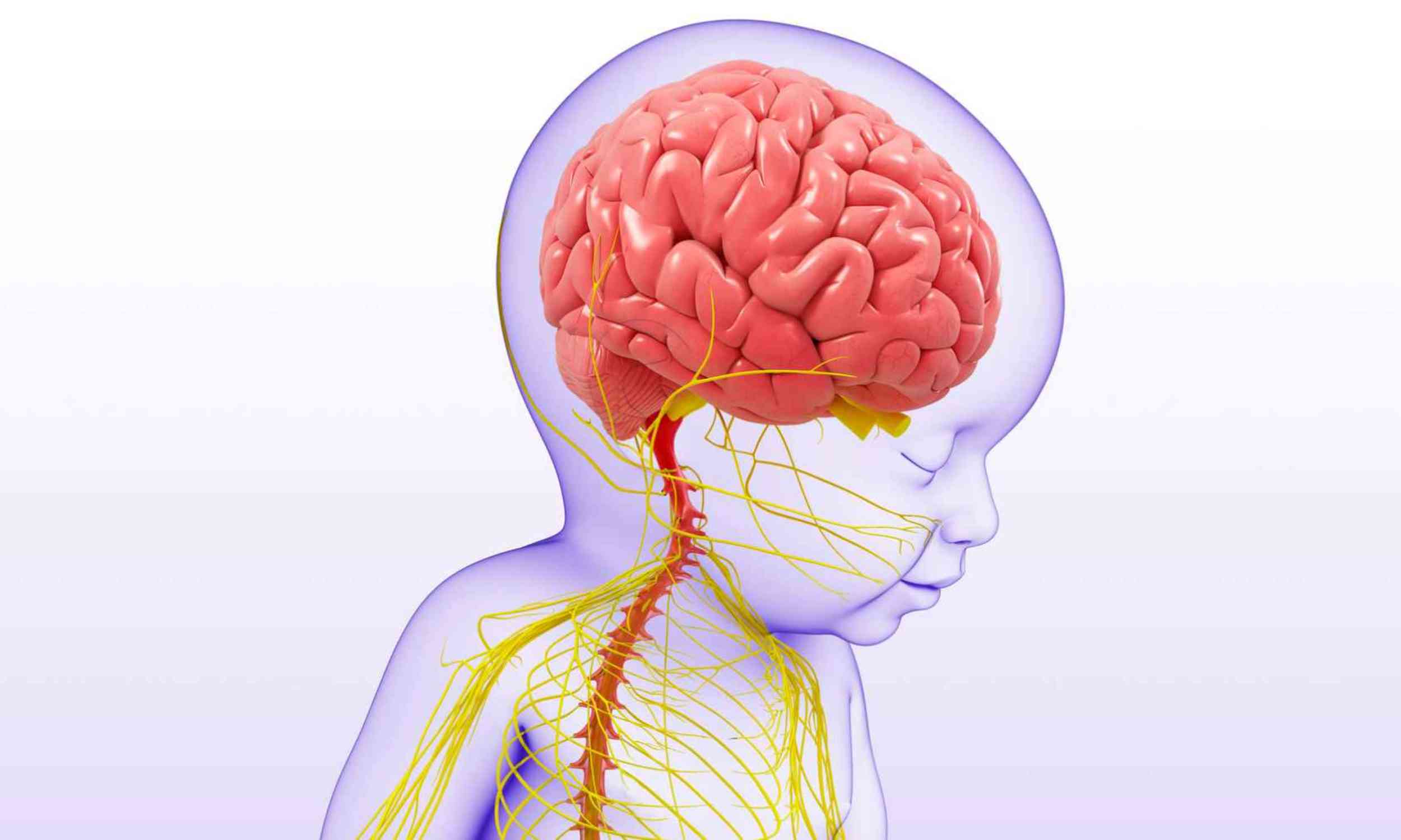 A baby’s gut bacteria may hold early clues about brain development