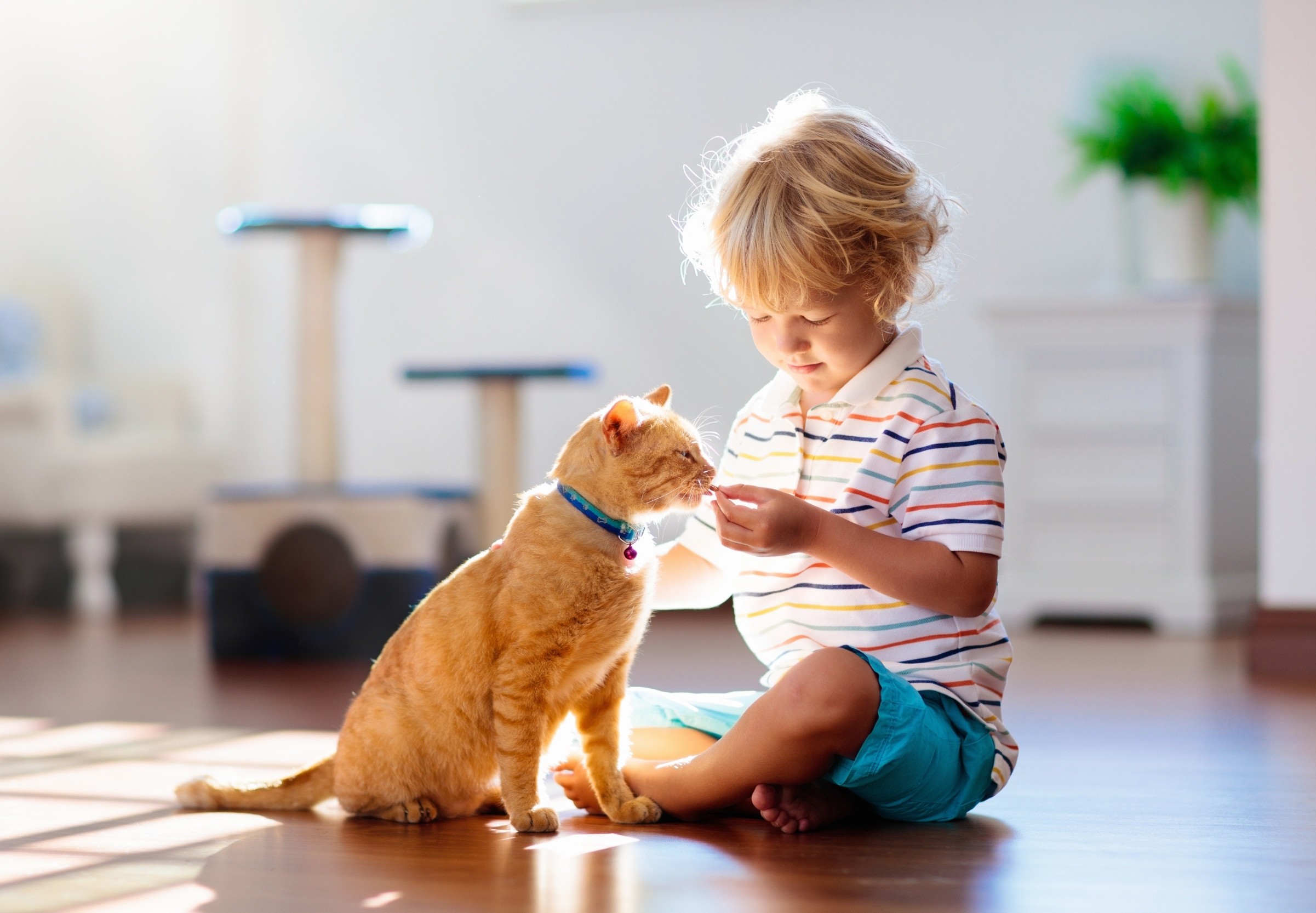 Family cats do not worsen asthma in allergic children
