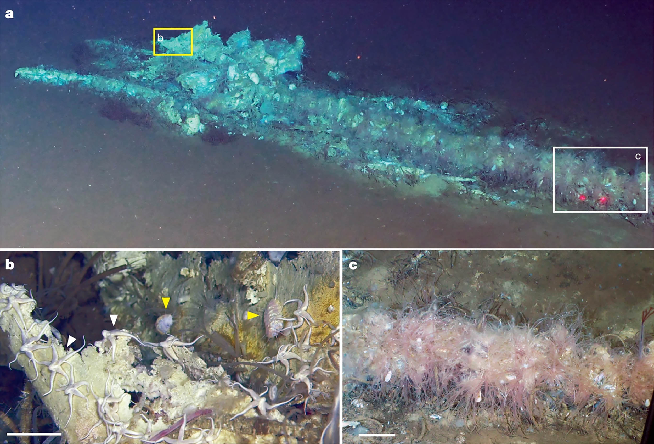 Deepest whale graveyard ever found is dubbed 'whale necropolis' due to its enormous size