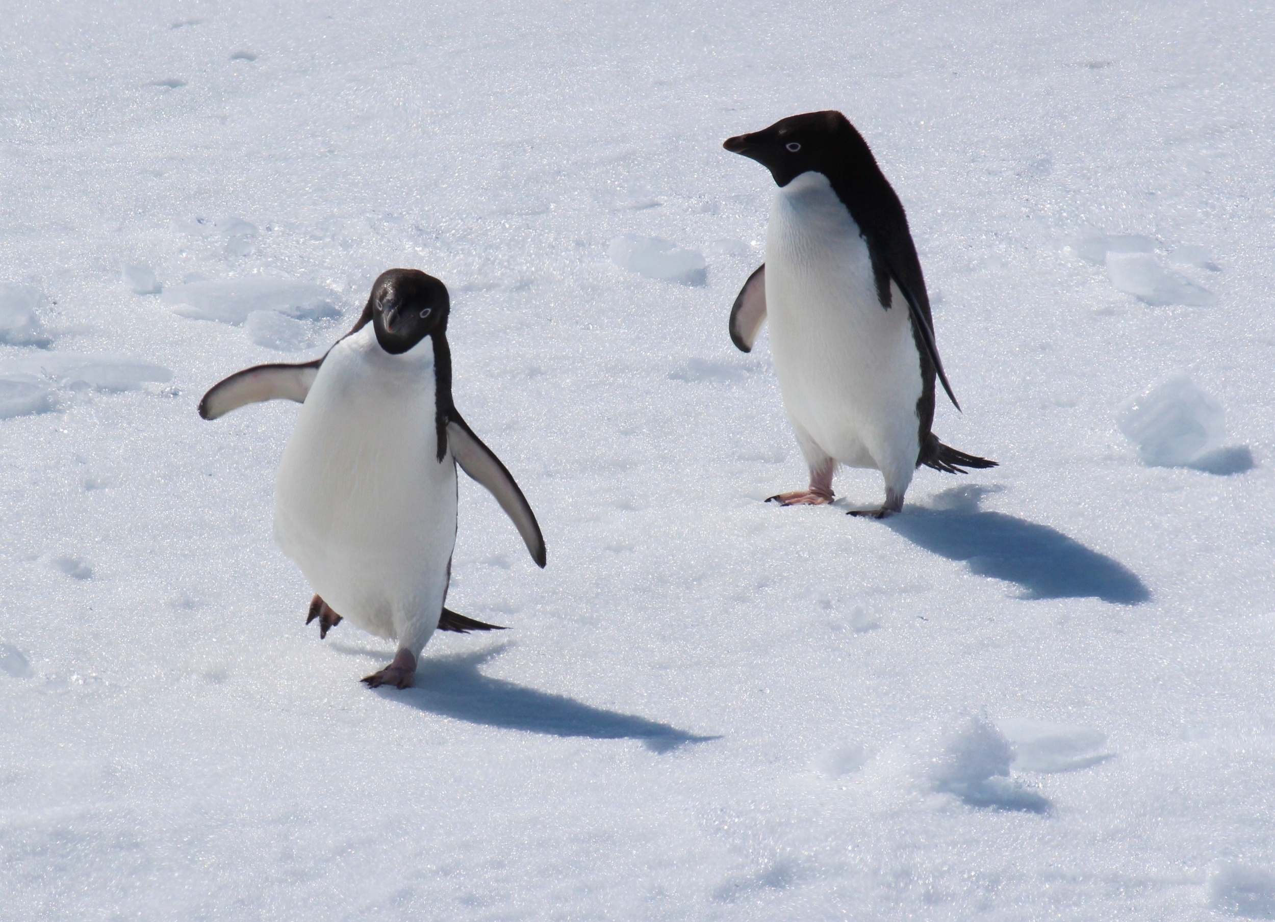 Hungry penguins follow successful neighbors to find food